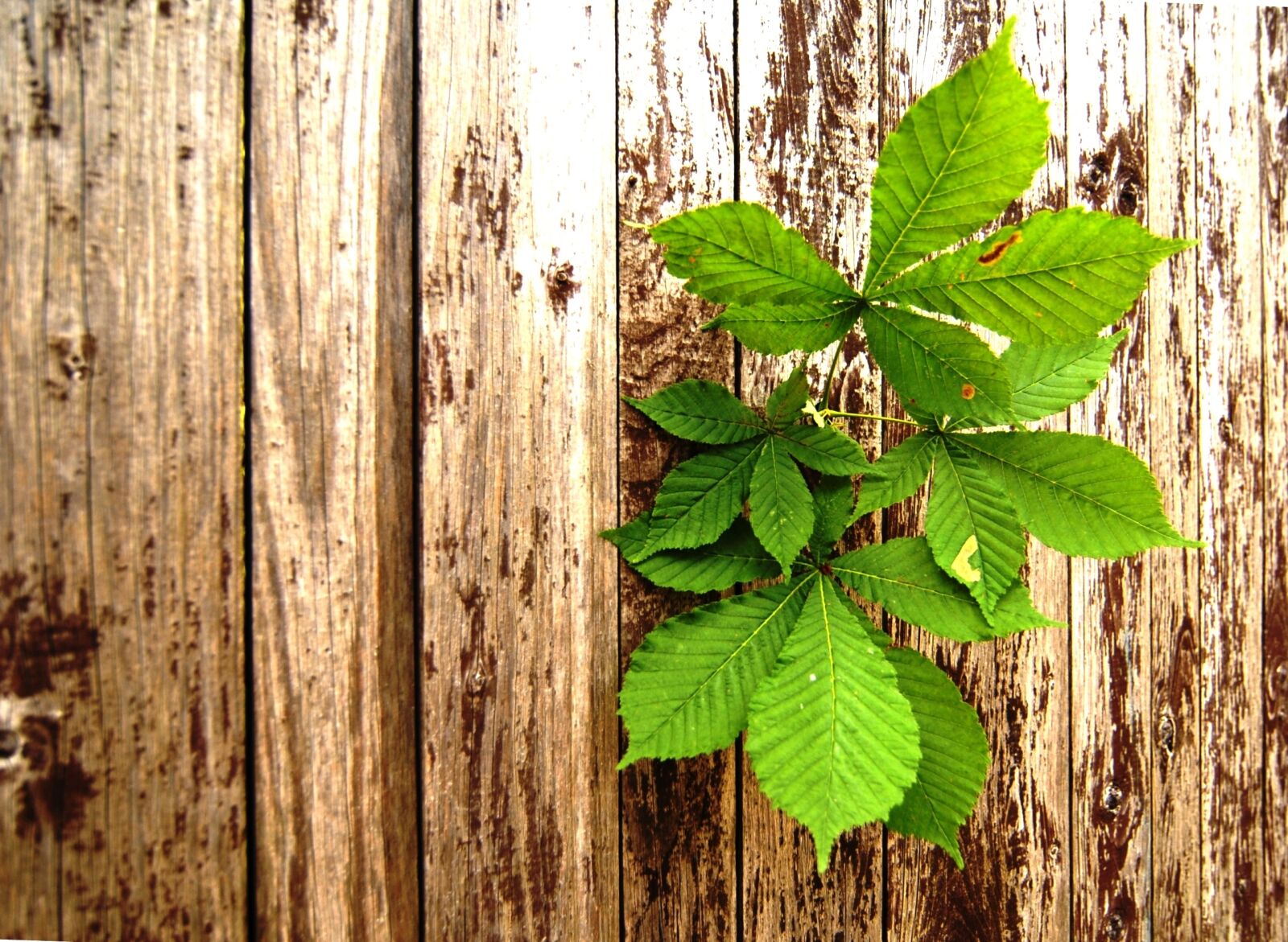 Nikon D200 sample photo. Wood, sheet, chestnut photography