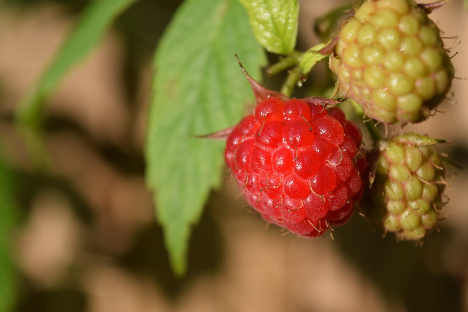 Nikon D3300 sample photo. Raspberries, close up, fruit photography