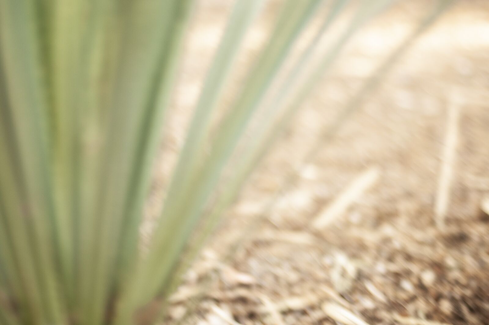 Nikon D300S sample photo. Desert, succulent, cactus photography