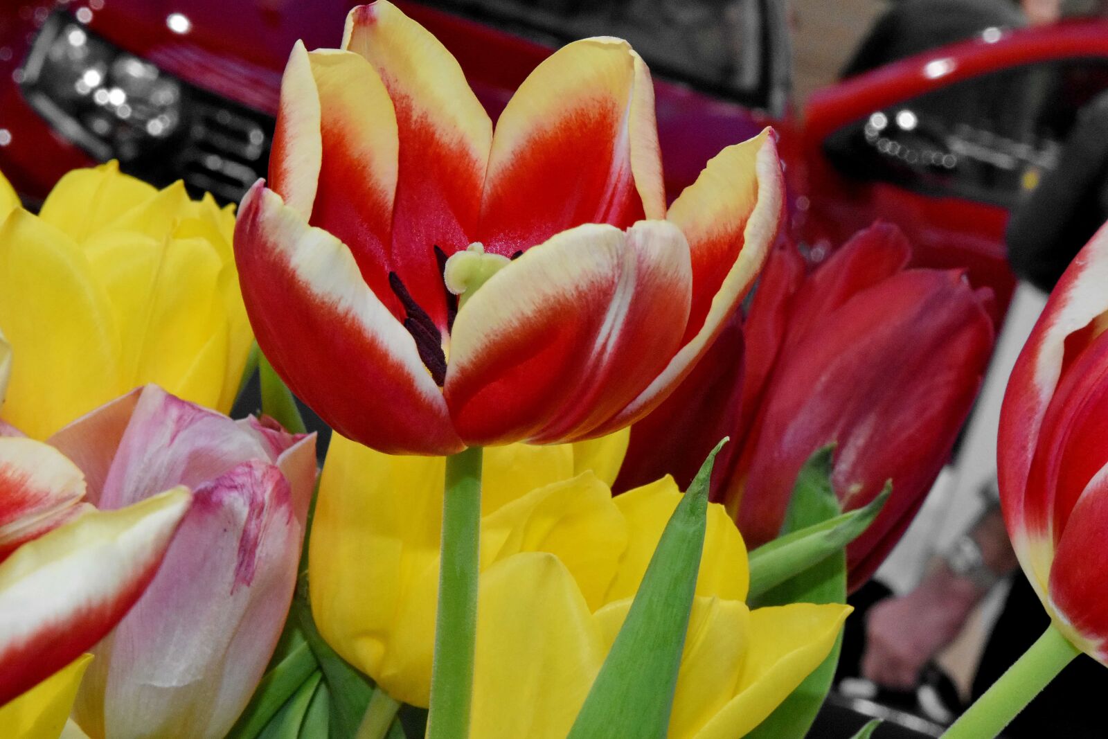 Nikon D5500 sample photo. Spring, bouquet, tulip, flora photography
