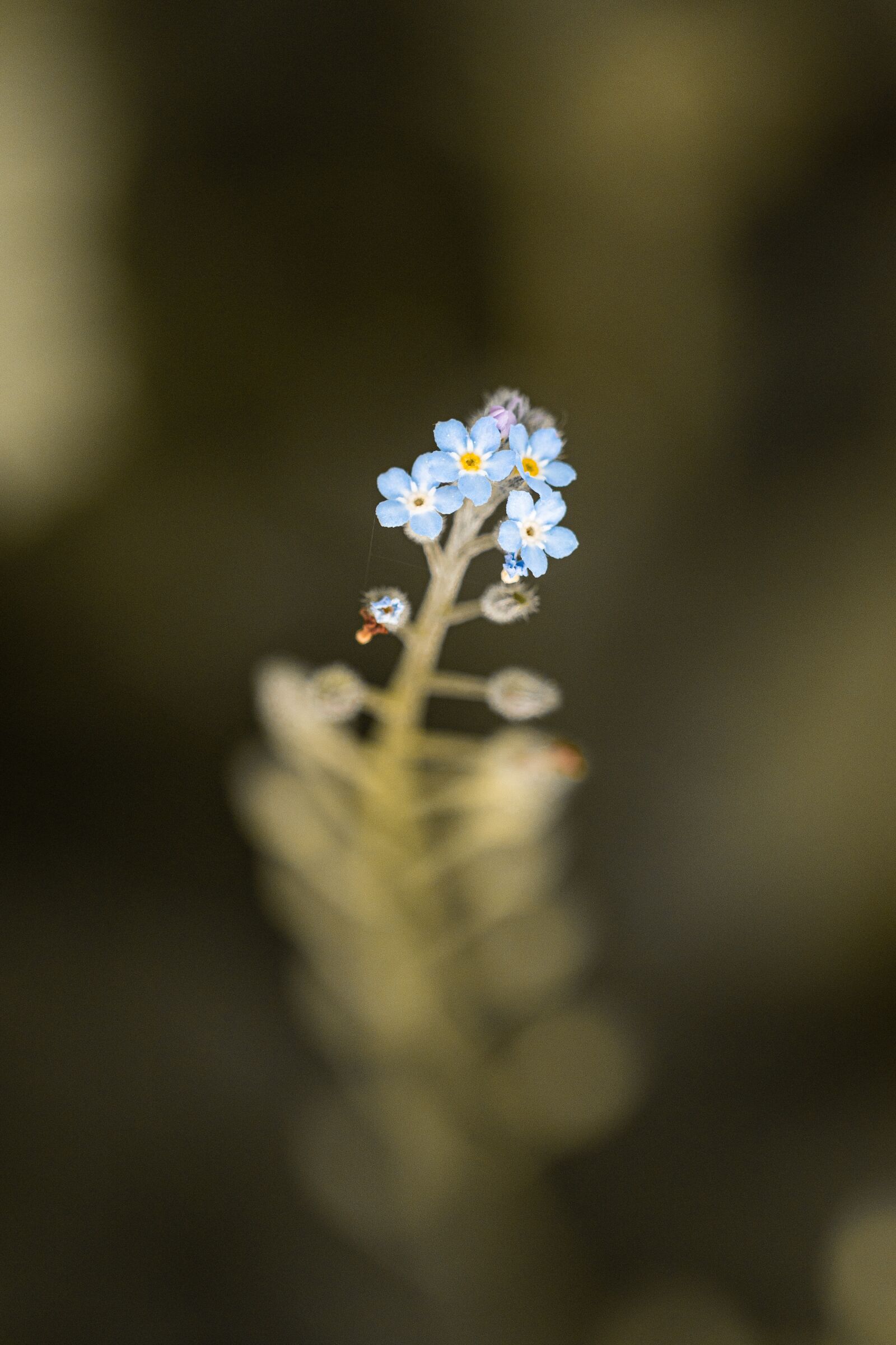 Nikon D5500 sample photo. Flowers, nature, macro detail photography