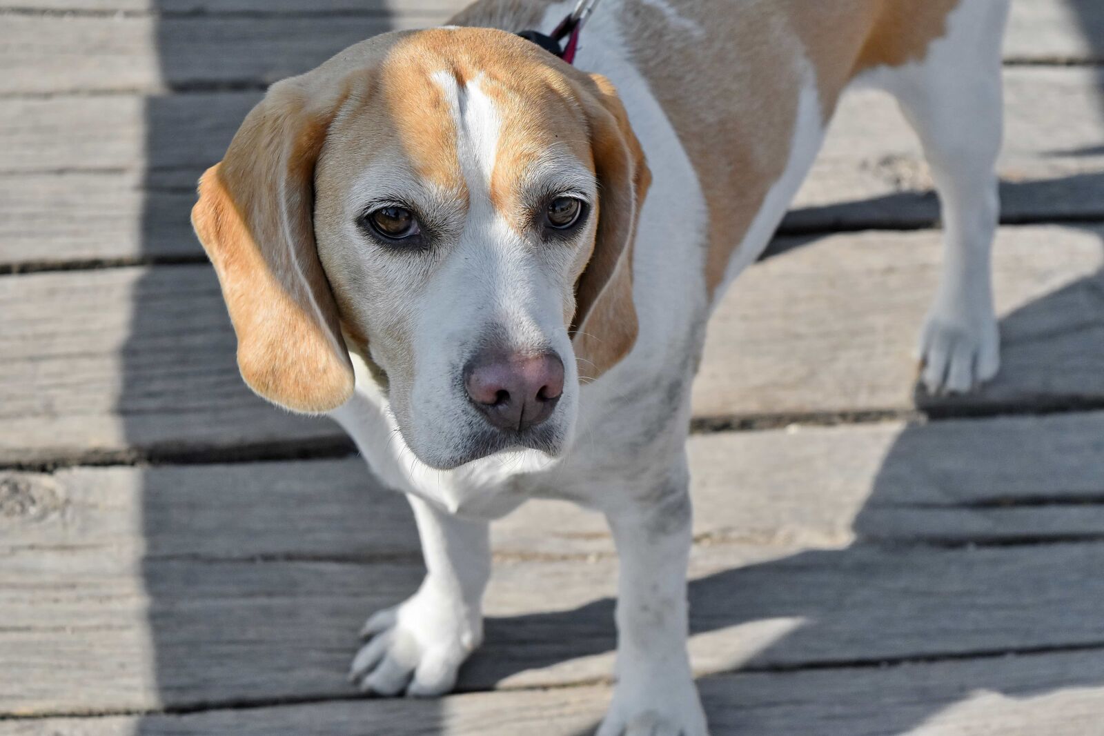 Nikon D5500 sample photo. Collar, breed, hound, puppy photography