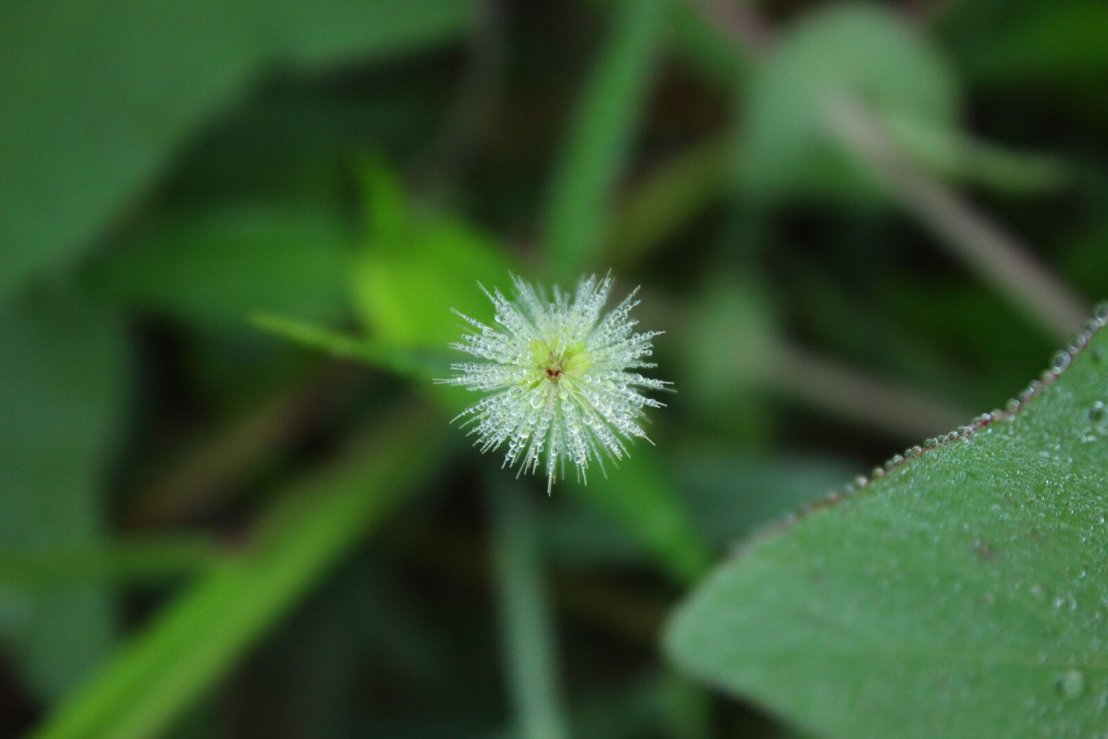 Canon EOS 600D (Rebel EOS T3i / EOS Kiss X5) sample photo. The dog's tail grass photography