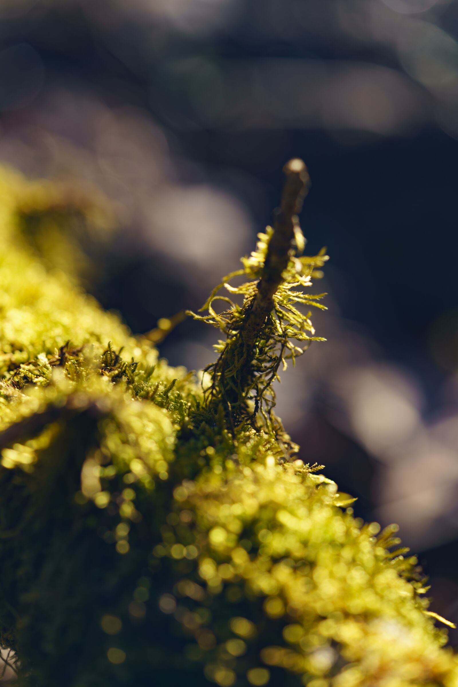 Sony a7R II + Sony FE 90mm F2.8 Macro G OSS sample photo. Moss, log, overgrown photography