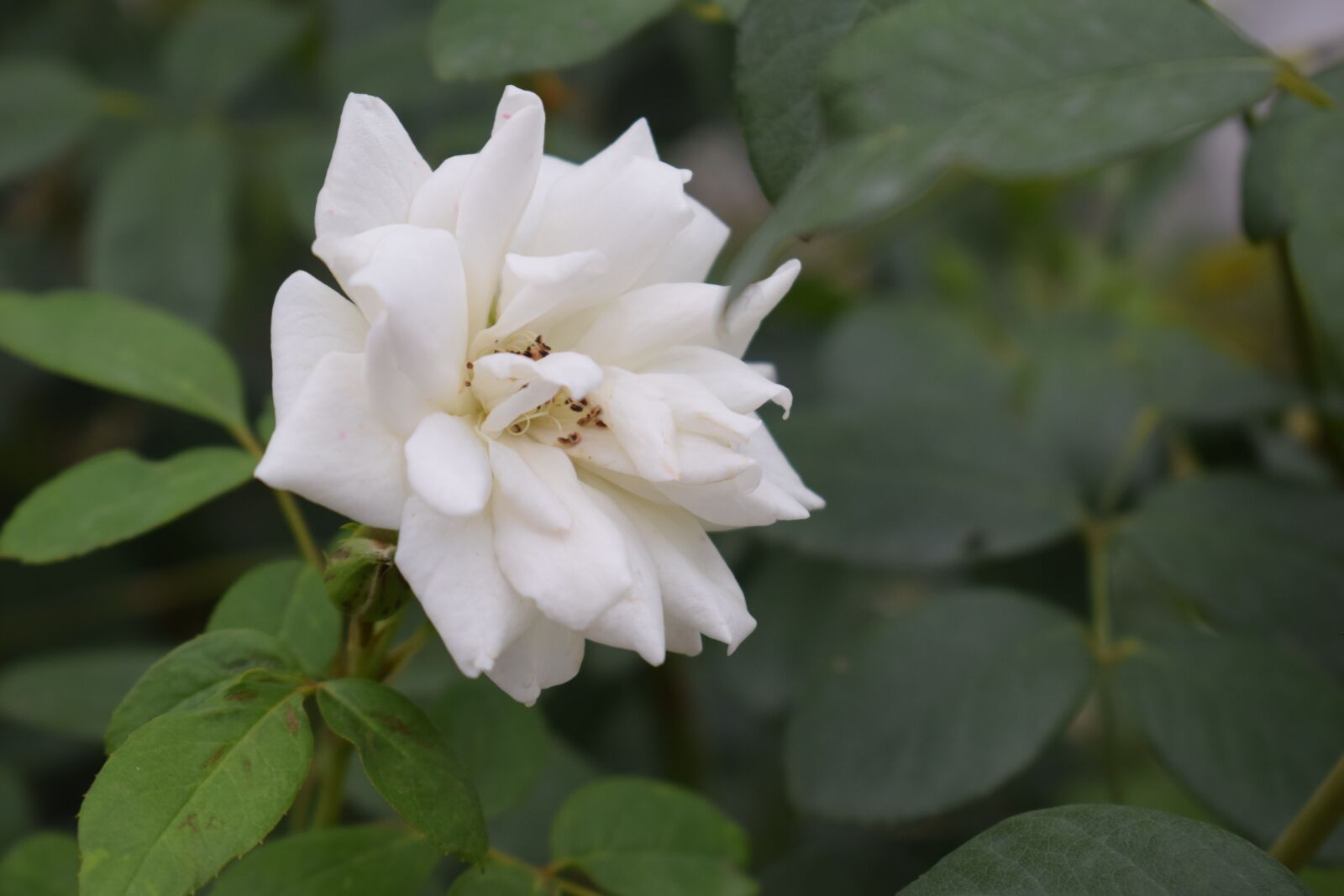 Nikon D3300 sample photo. White, rose, flower photography