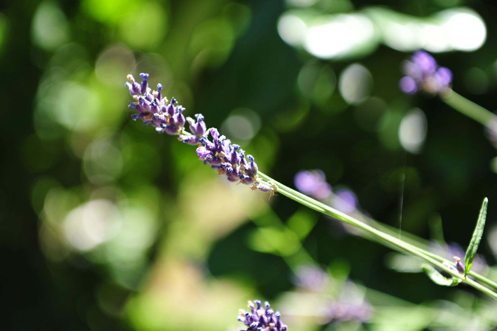 Nikon D700 sample photo. Lavender, herb, fragrance photography