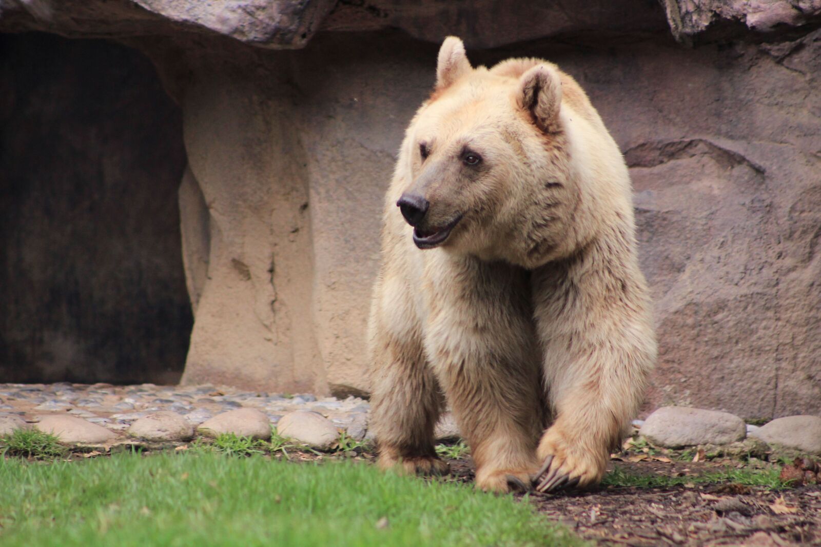 Canon EF 75-300mm f/4-5.6 sample photo. Bear, animal, hair photography