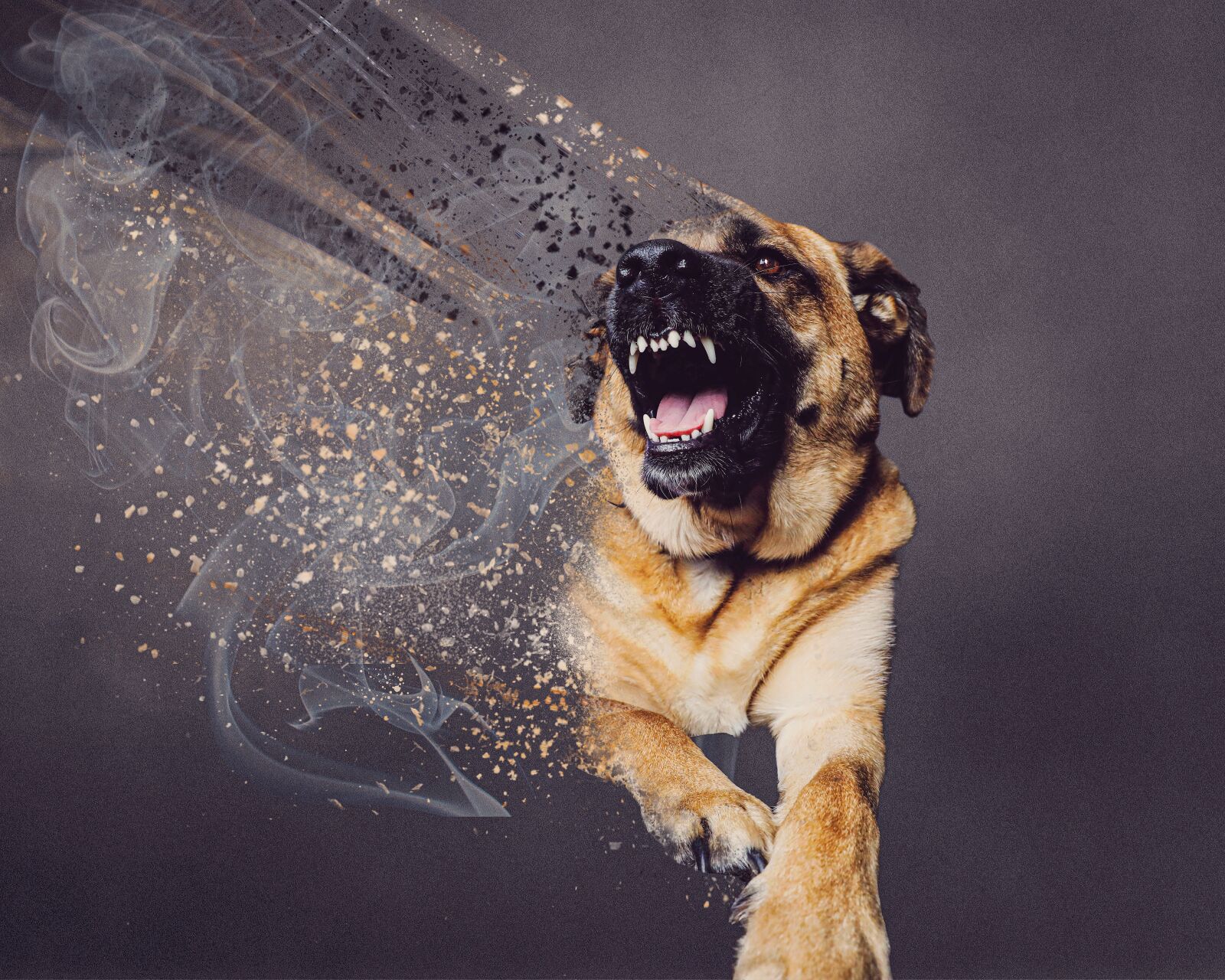 Canon EOS 5D Mark IV sample photo. Double exposure, dog, angry photography