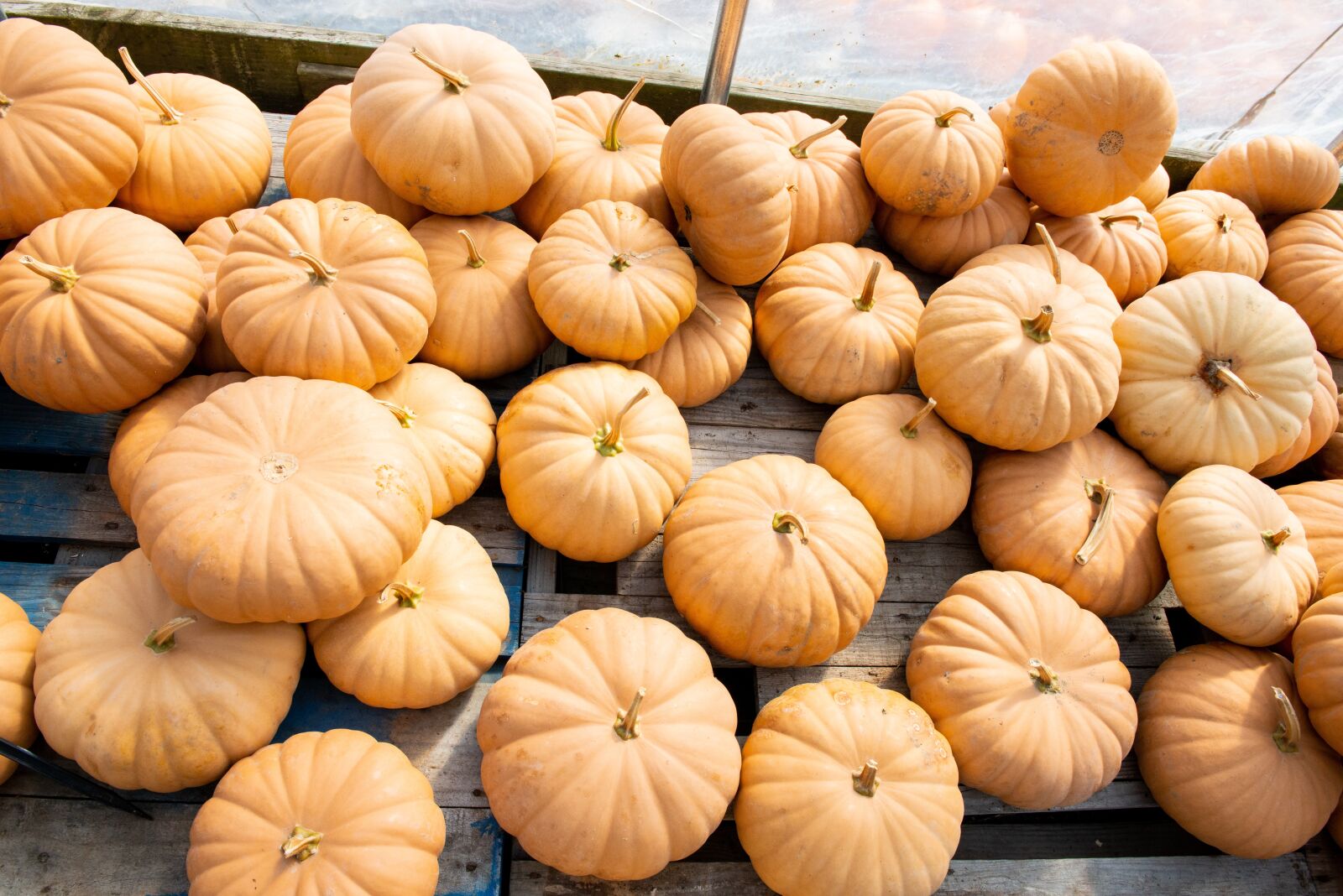 Nikon D800 sample photo. Pumpkins, harvest, autumn photography