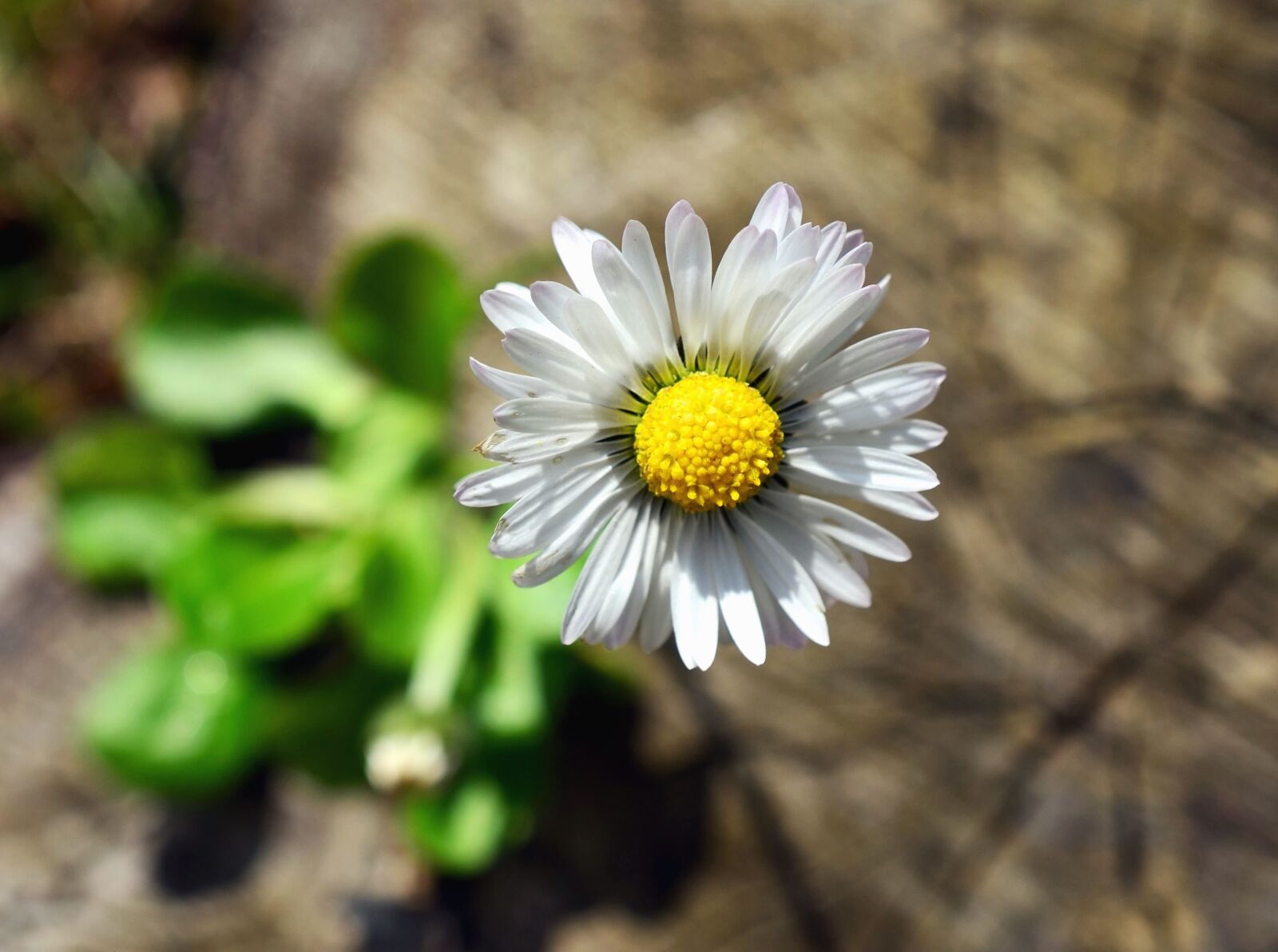 Nikon D5100 sample photo. Daisy, flowering, leaves, petals photography