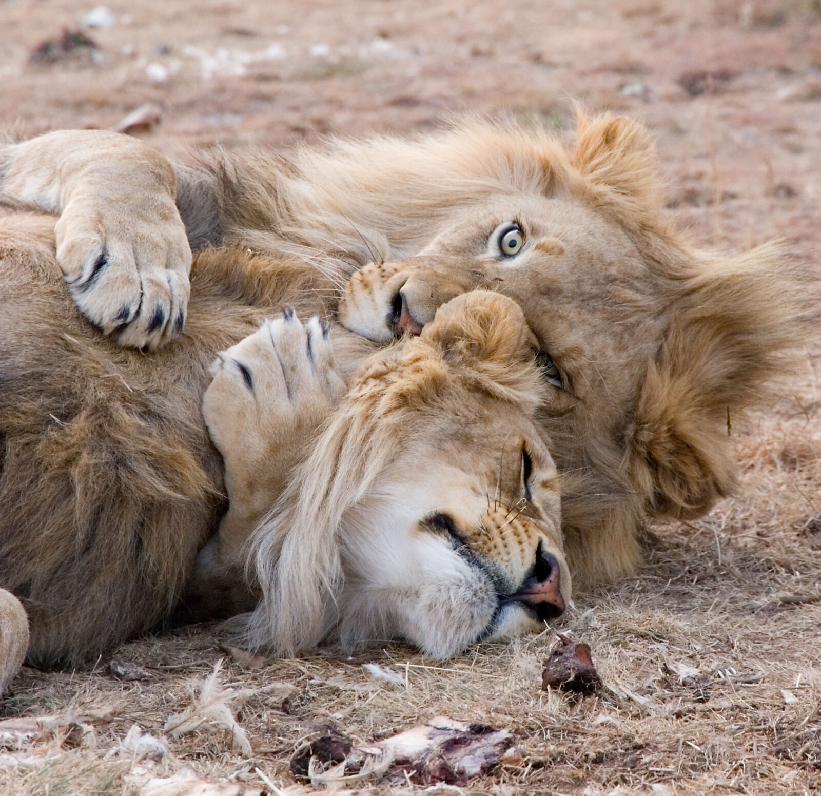 Canon EOS 20D sample photo. Two, brown, lions, lying photography