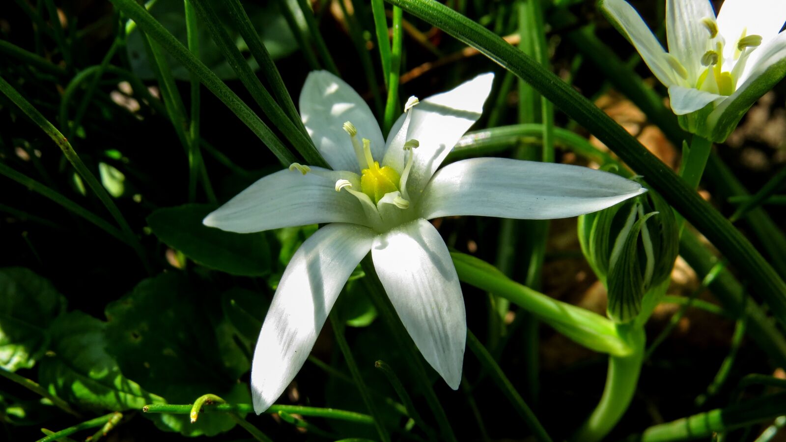 Canon PowerShot SX50 HS sample photo. White, flower, white flower photography