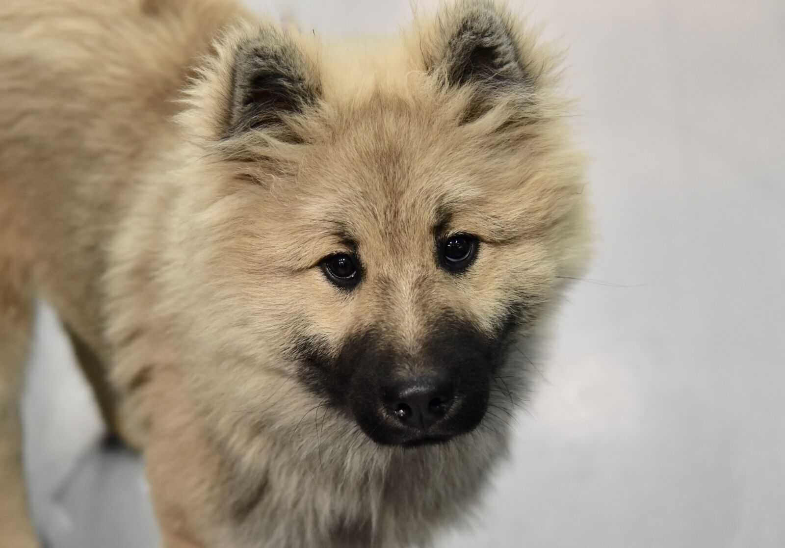 Nikon D5600 sample photo. Dog, dog eurasier, dog photography