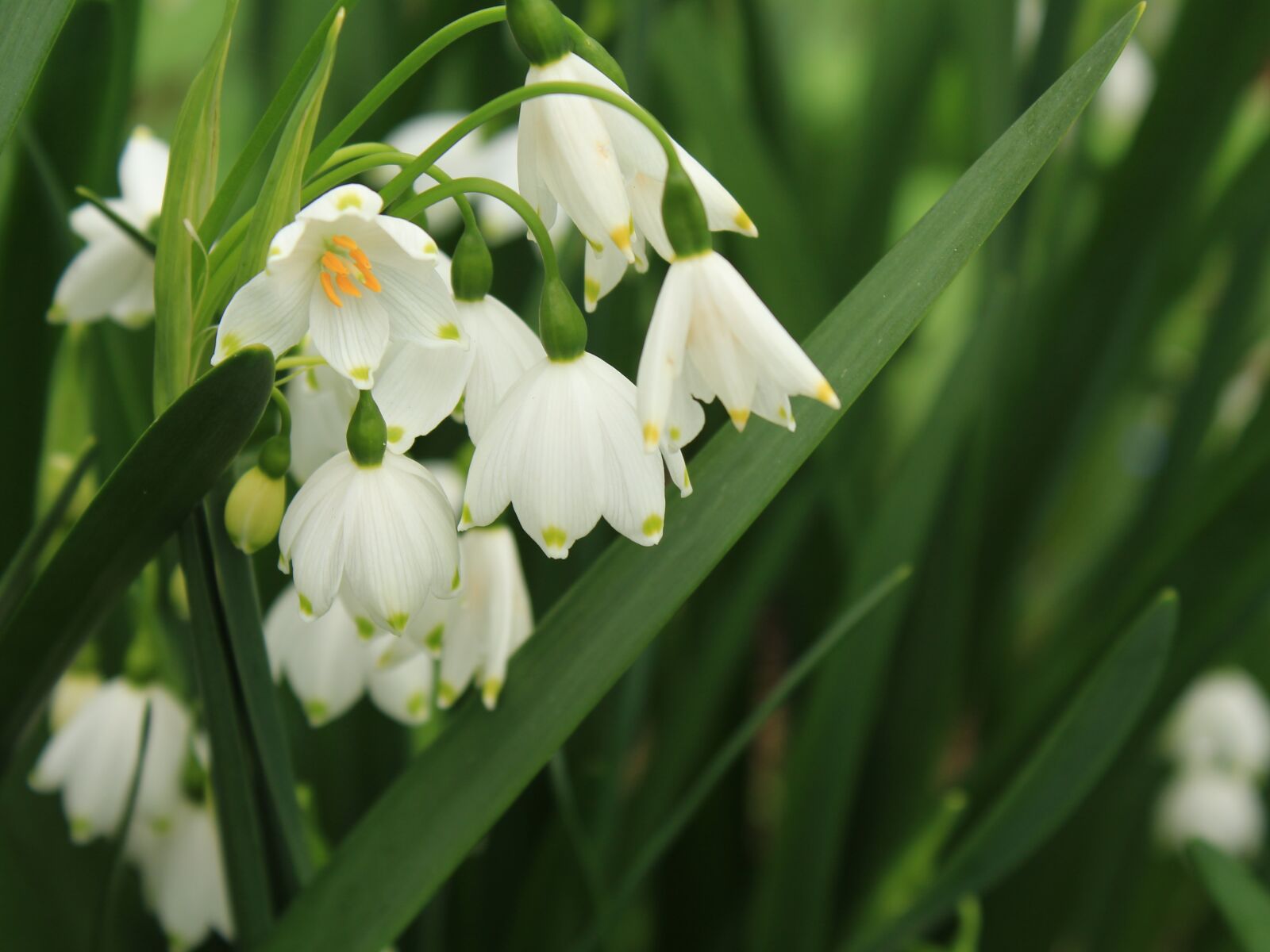 Canon EOS 1200D (EOS Rebel T5 / EOS Kiss X70 / EOS Hi) sample photo. Snow drops, flowers, blossom photography