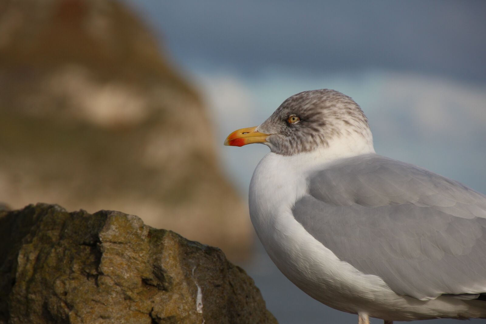 Canon EOS 1200D (EOS Rebel T5 / EOS Kiss X70 / EOS Hi) sample photo. Seagull, bird, coast photography