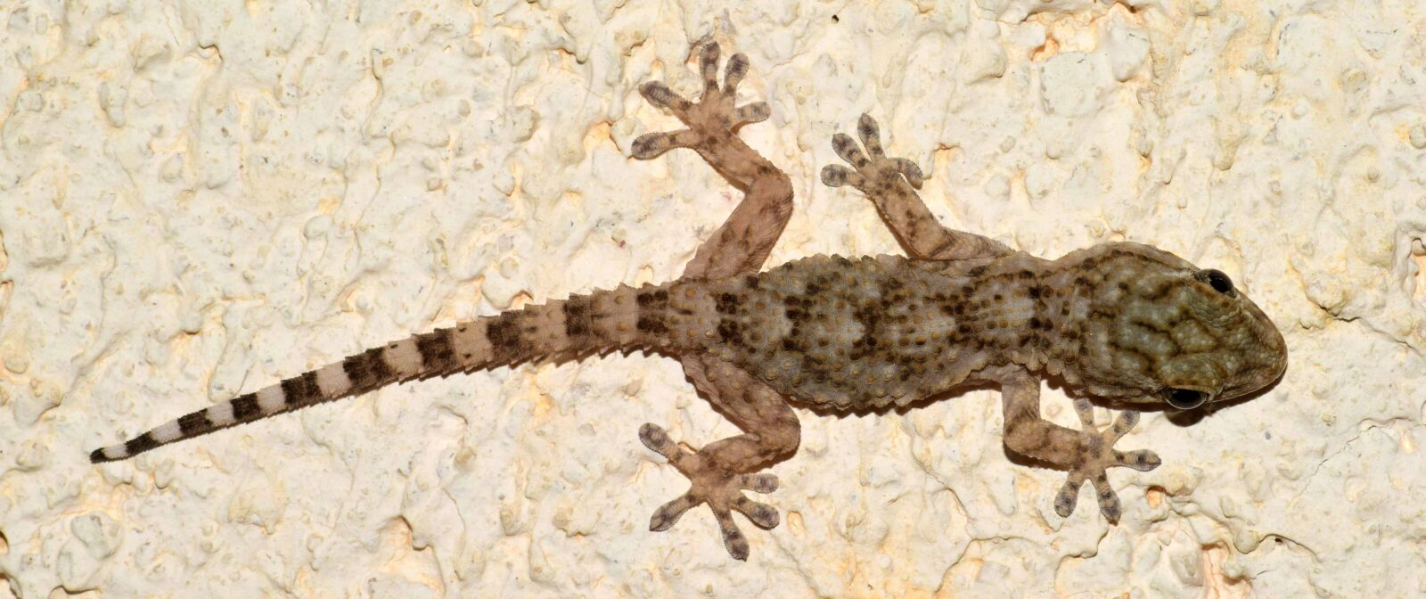 Nikon D3300 sample photo. Reptile, nature, wildlife, lizard photography
