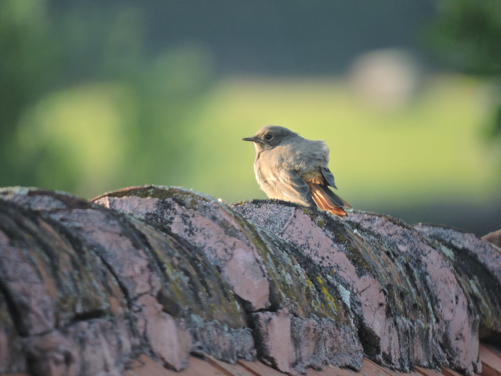 Nikon Coolpix P600 sample photo. Sparrow, roof, village photography