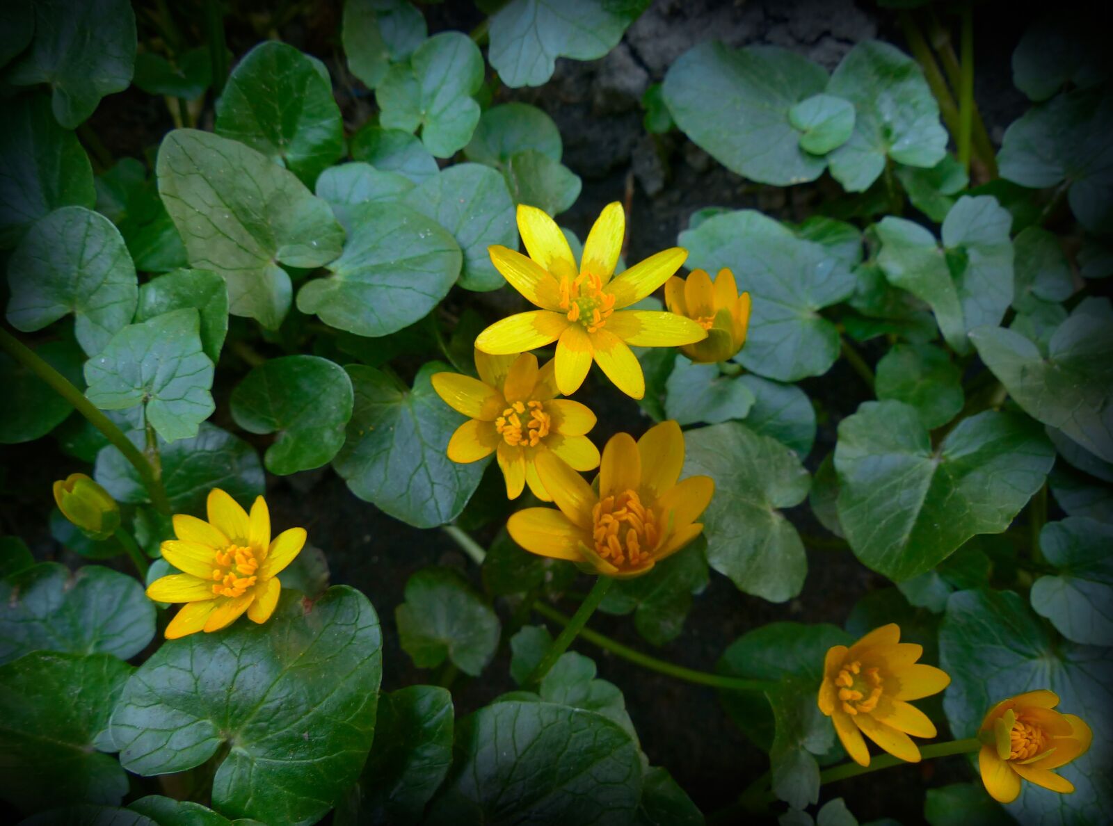 Panasonic Lumix DMC-FZ200 sample photo. Flowers, yellow flowers, spring photography