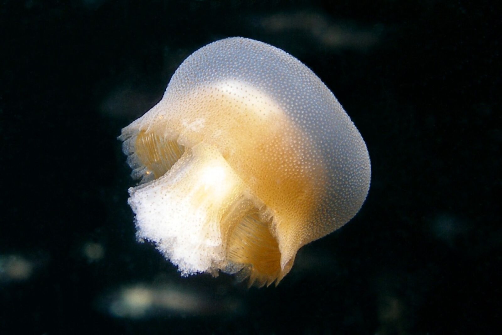 Olympus C7070WZ sample photo. Bazinga, jellyfish, rieki photography