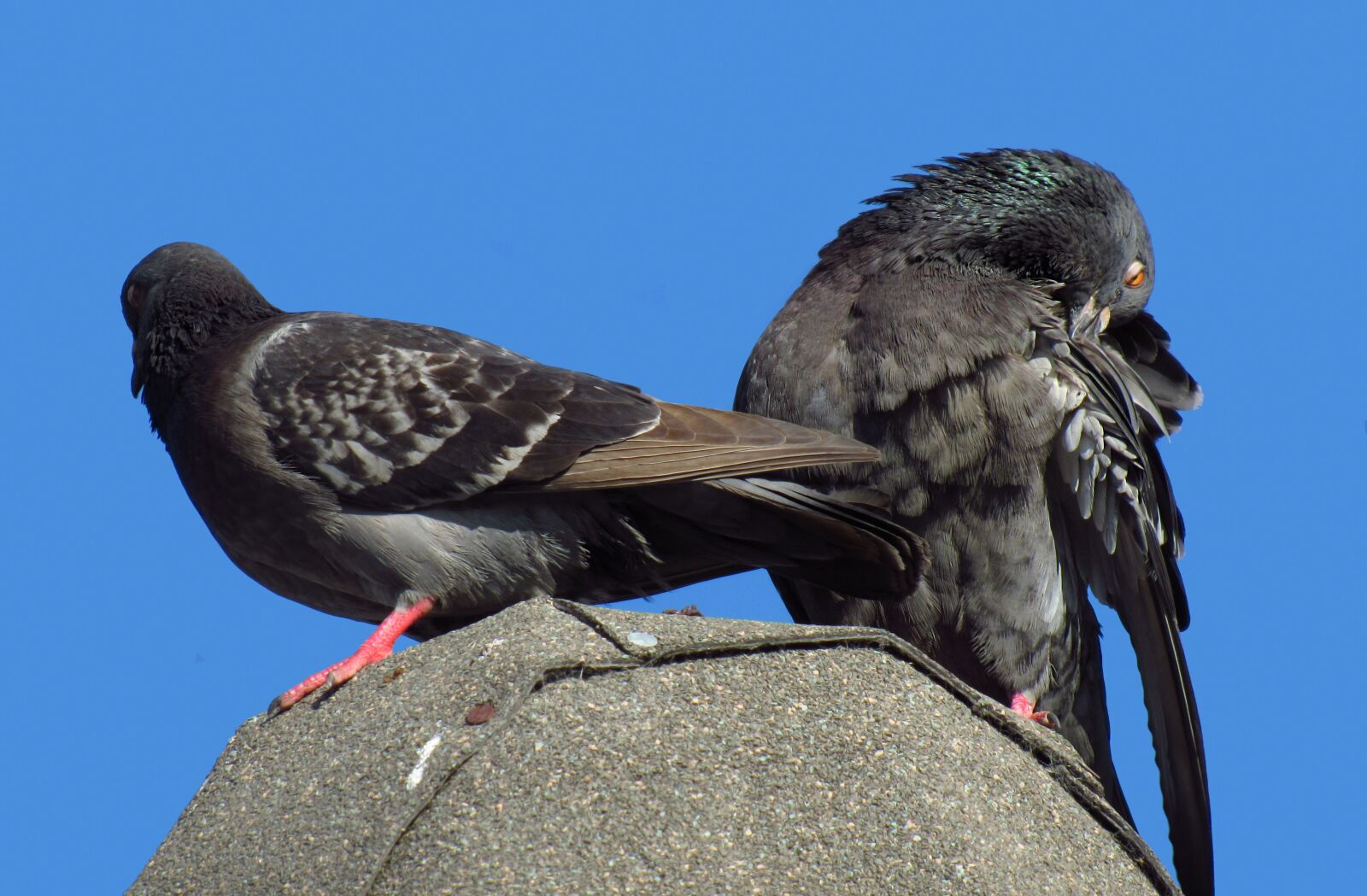 Canon PowerShot SX530 HS sample photo. Dove, birds, pigeons photography