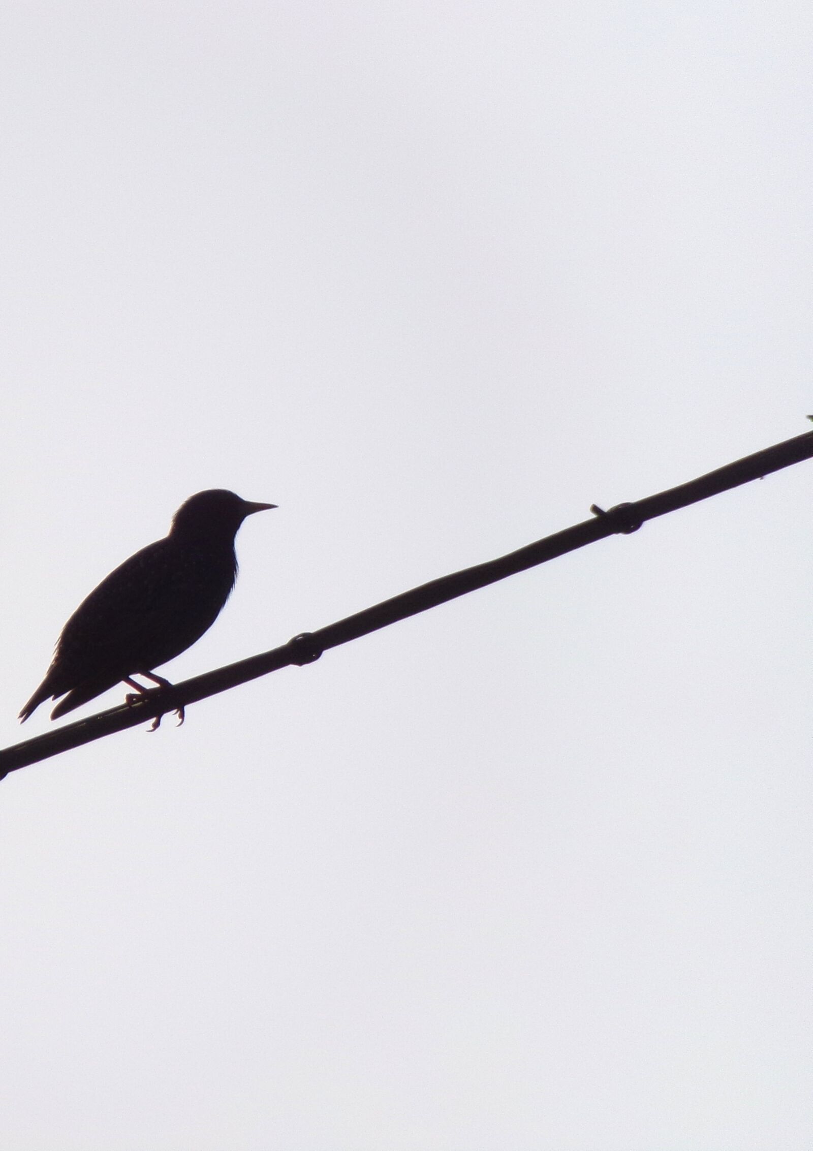 JK KODAK PIXPRO AZ421 sample photo. Bird, fauna, nature photography