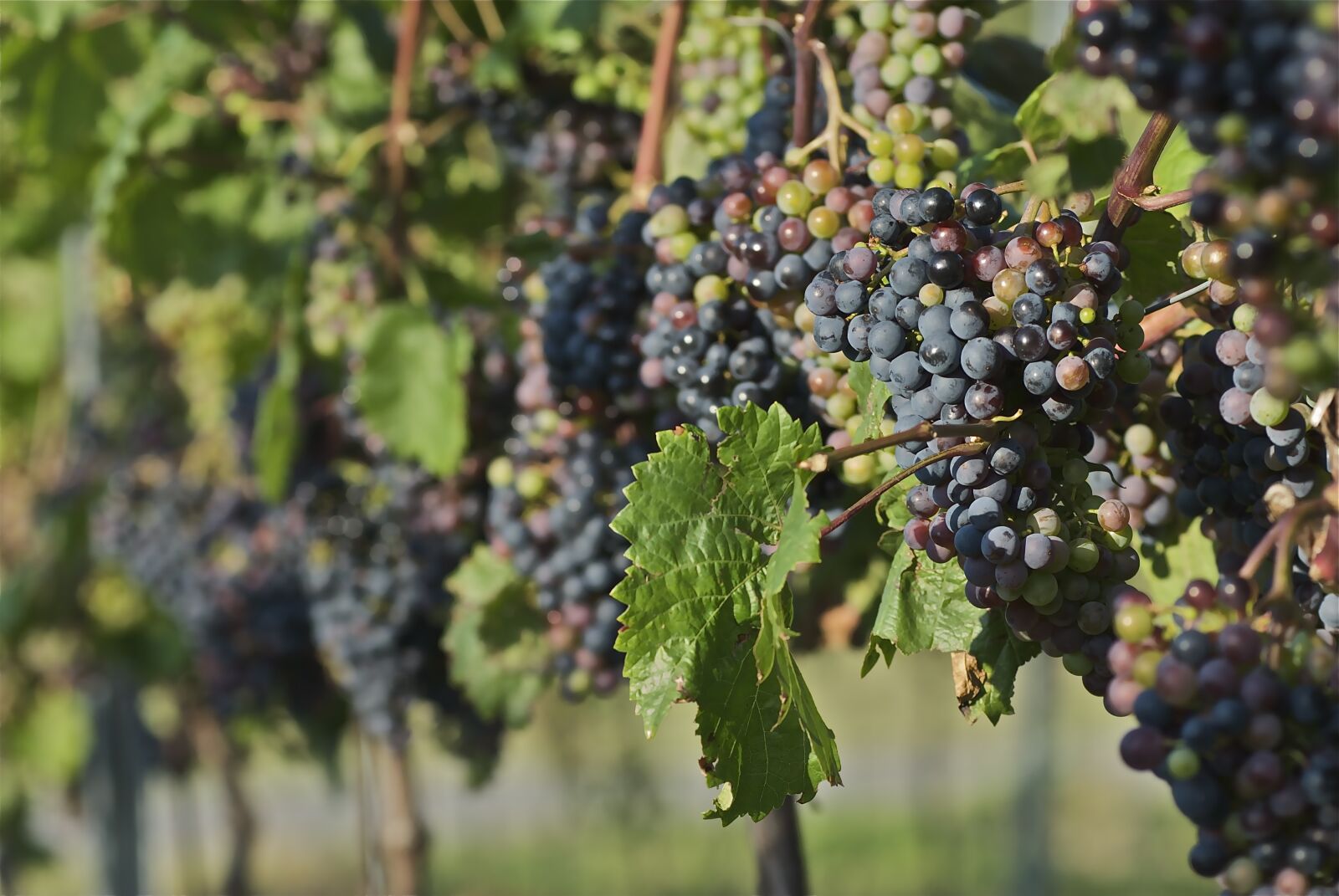 Nikon D200 sample photo. Red wine, vine, wine photography