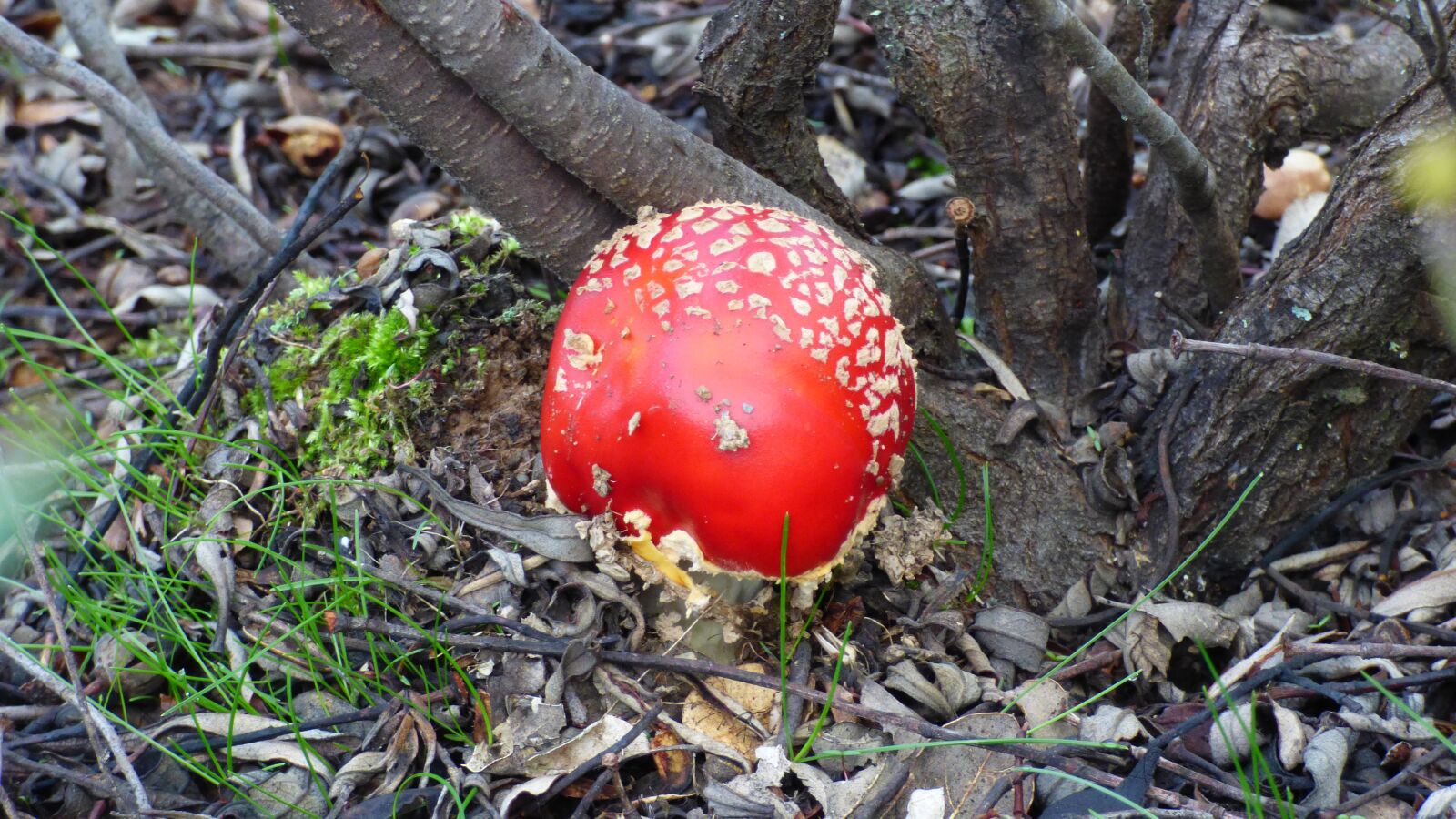 Panasonic DMC-FZ72 sample photo. Mushroom, amanita, muscaria photography