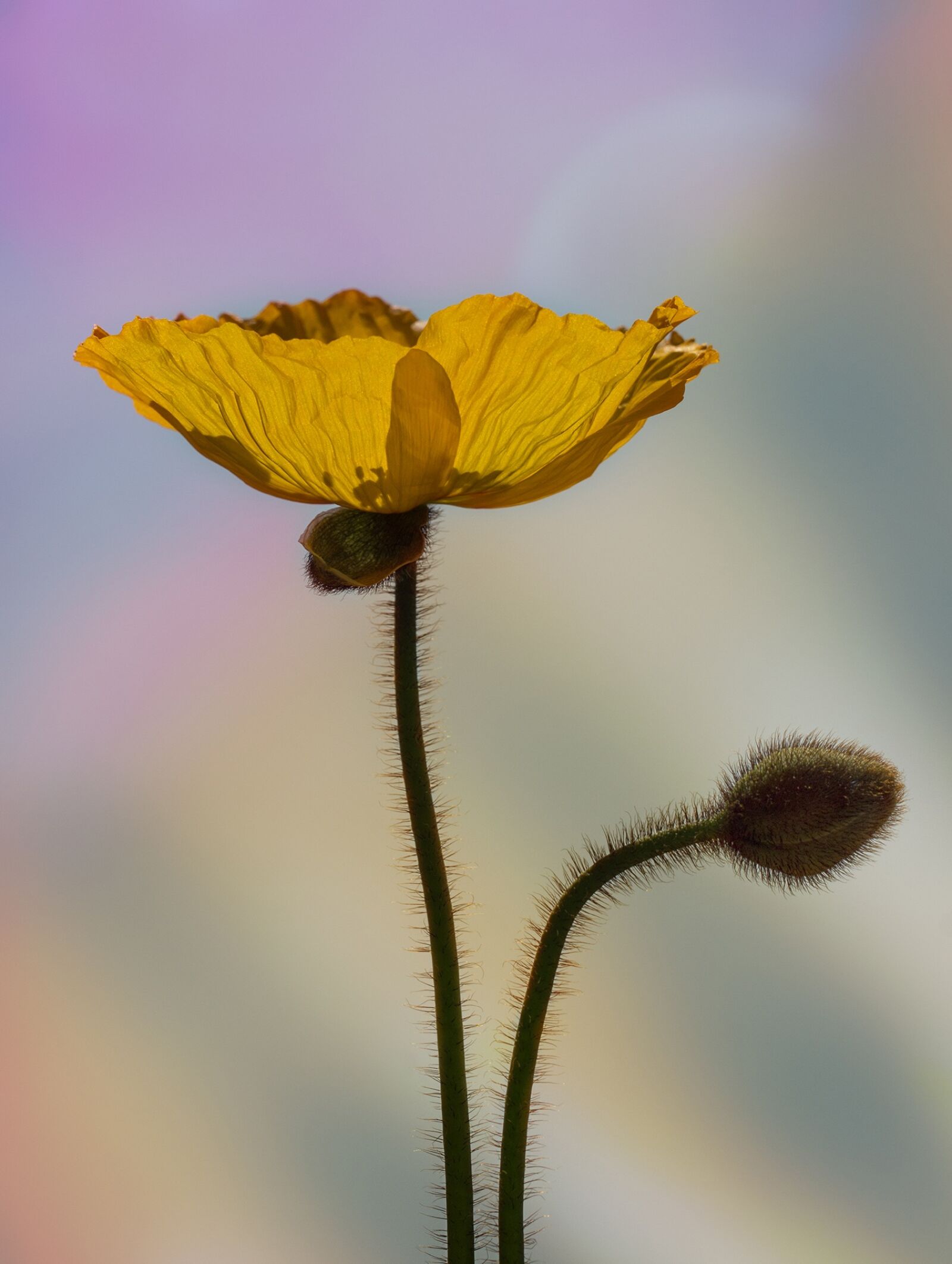 150mm F2.8 sample photo. Poppy, yellow poppy, iceland photography