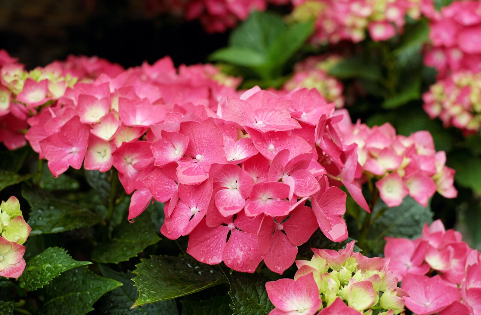 Fujifilm X-T10 + Fujifilm XF 35mm F1.4 R sample photo. Hydrangea, flowers, bloom photography