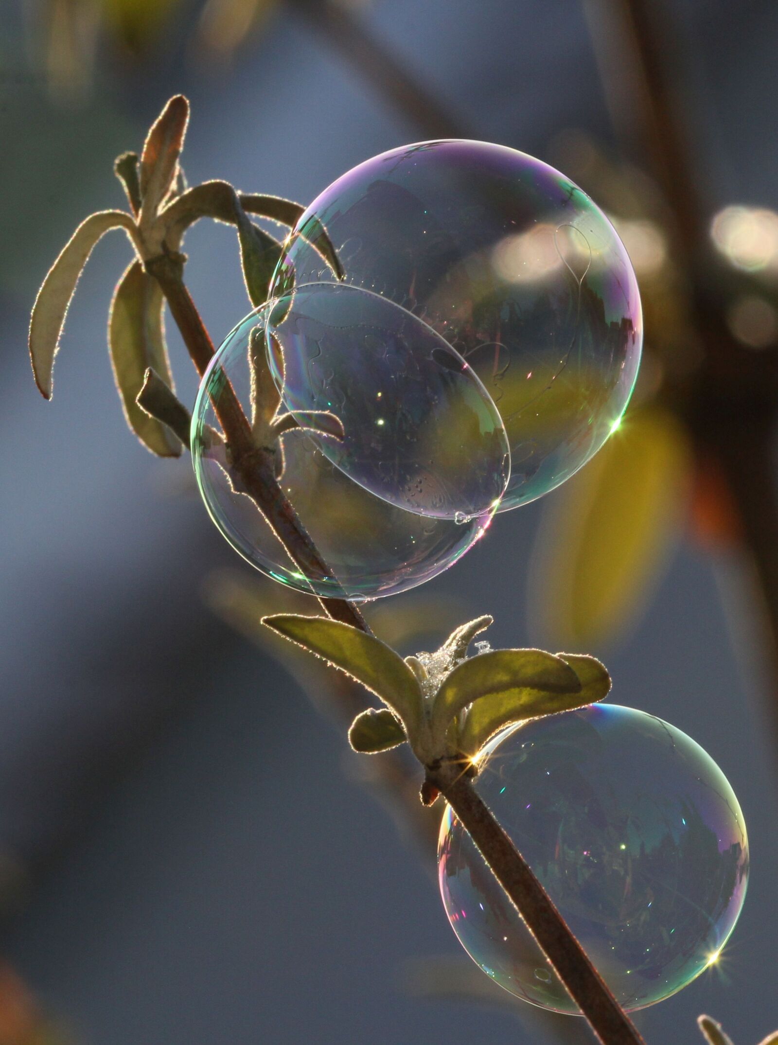 Canon EF 100mm F2.8L Macro IS USM sample photo. Soap bubble, light, ease photography