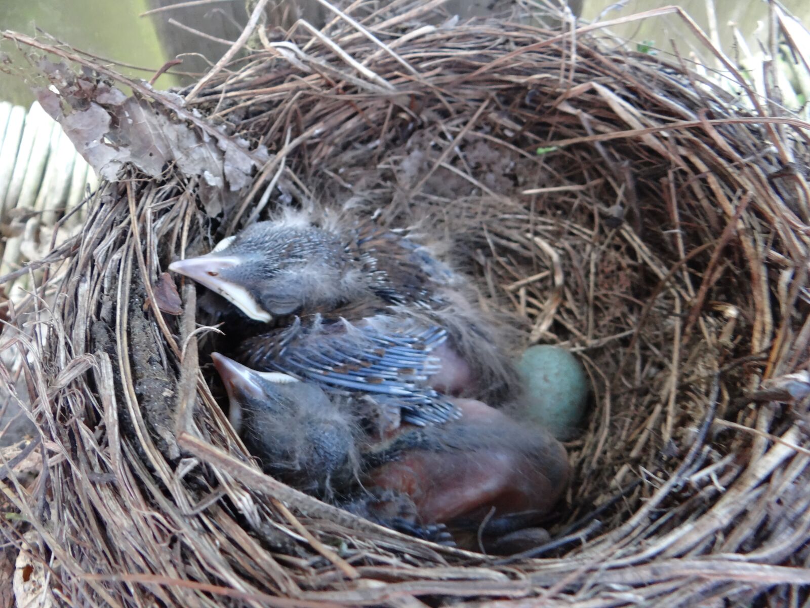 Sony DSC-HX200V sample photo. Nest, birds, nature photography