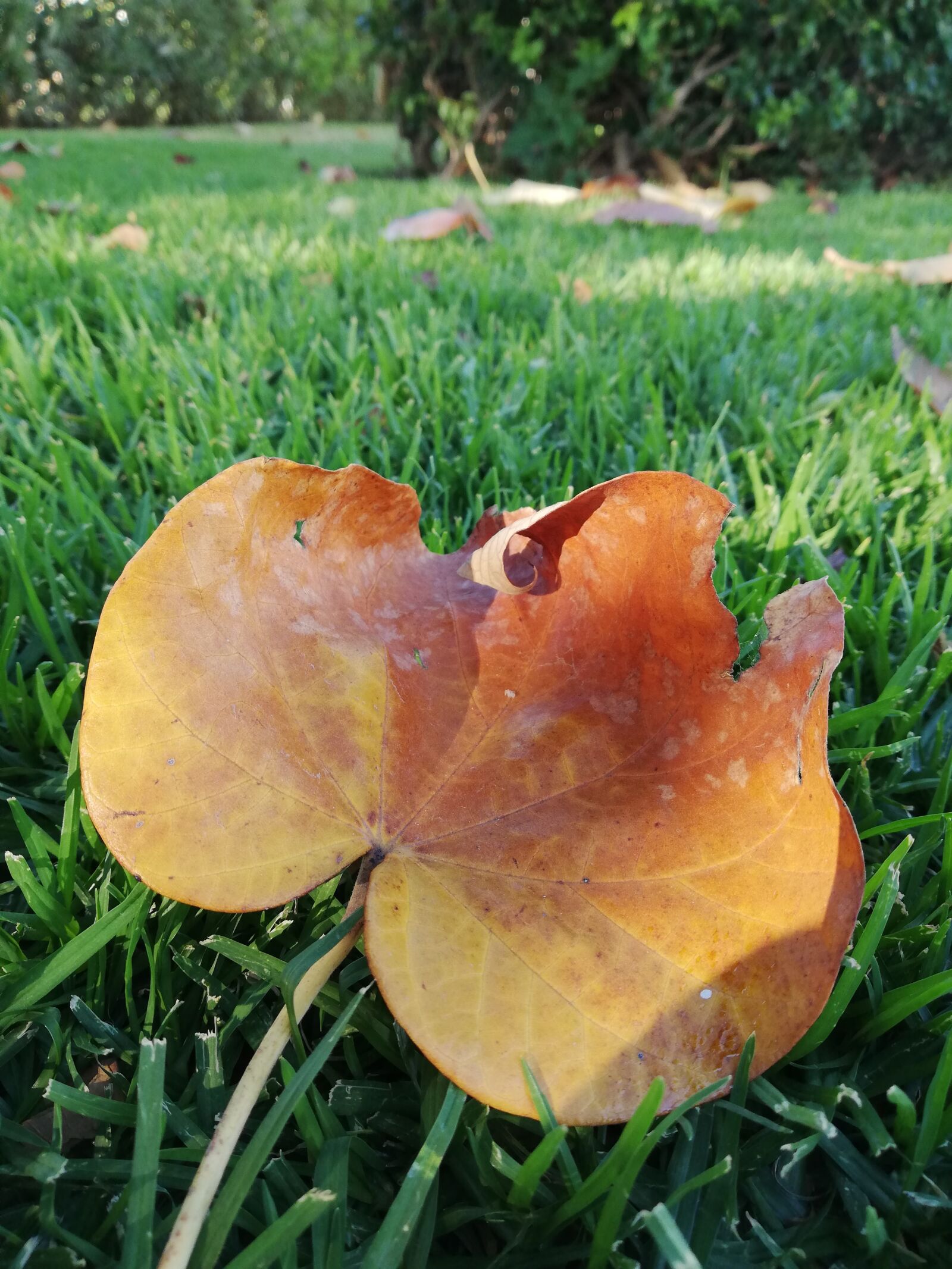 HUAWEI P20 lite sample photo. Leaf, tree, grean photography
