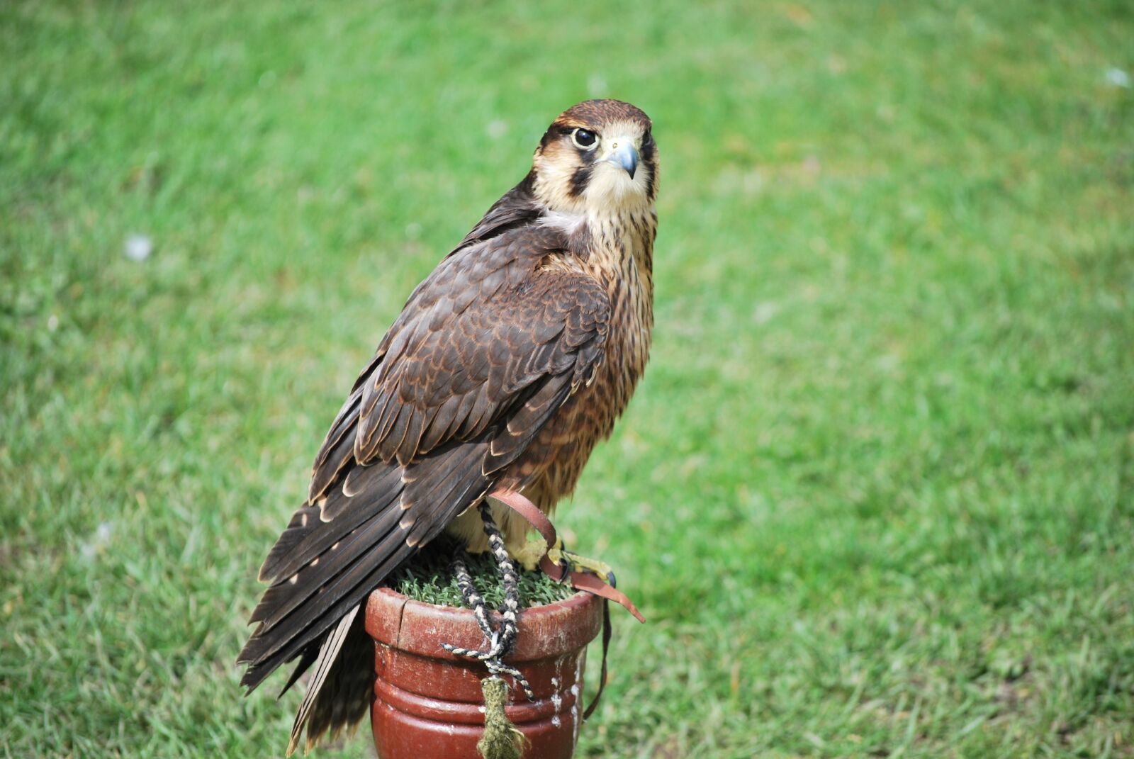 Nikon D60 sample photo. Nature, wildlife, animal photography