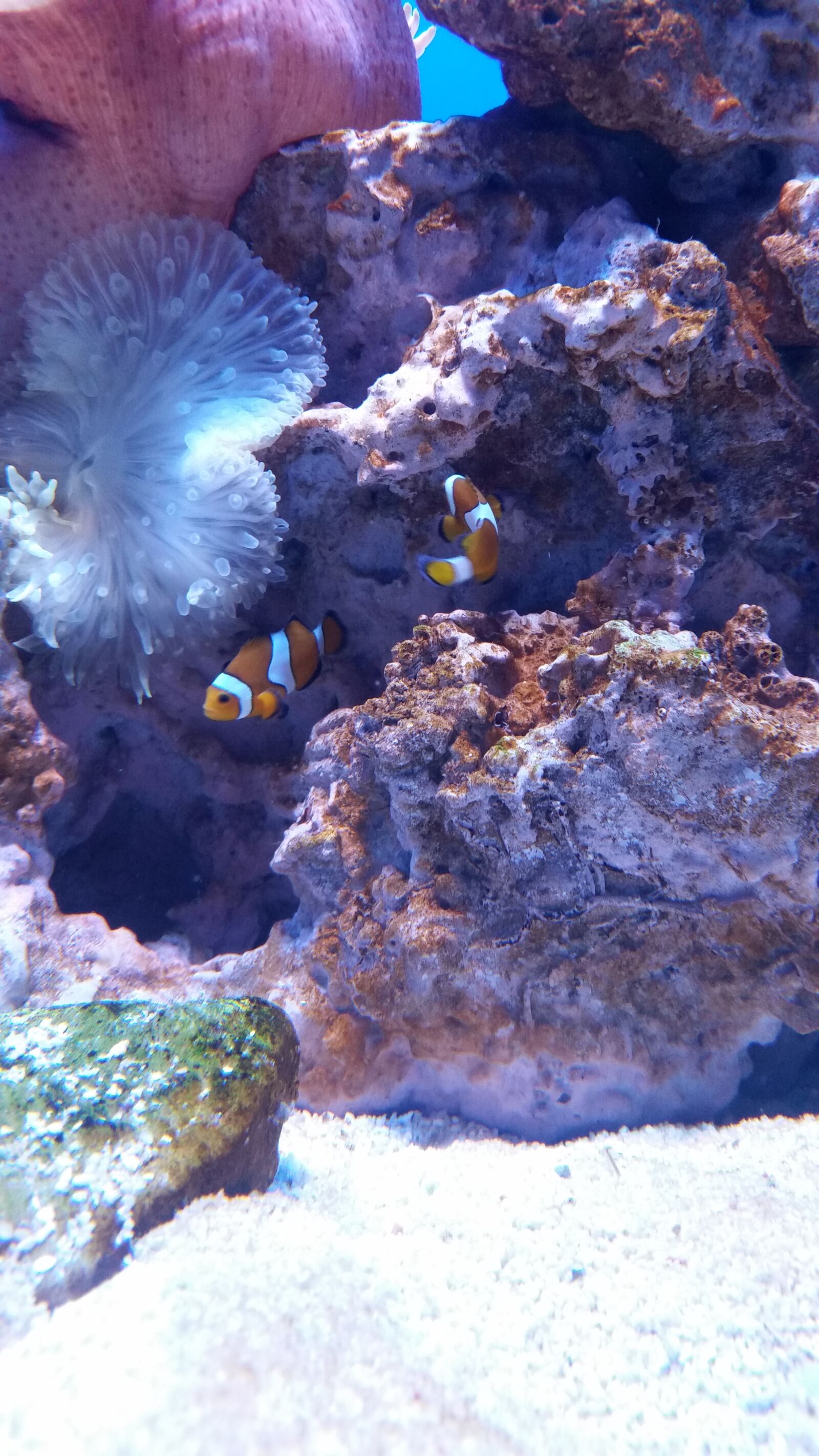 Samsung Galaxy S5 sample photo. Aquarium, fish, nemo photography