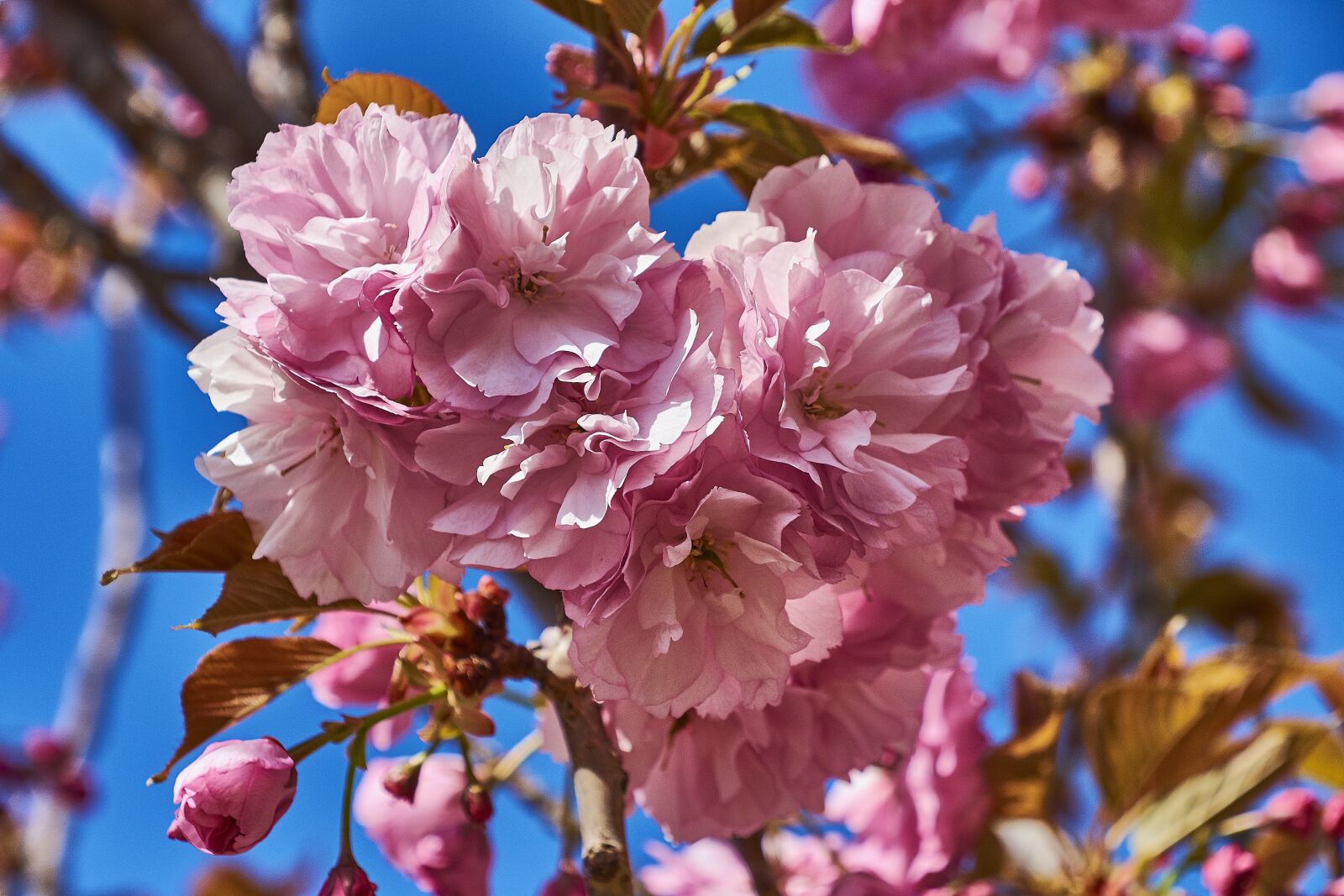 Nikon D7200 sample photo. Cherry, flower, rosa photography
