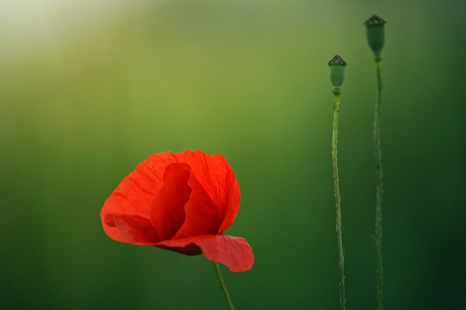 Sony a7 + Sony DT 50mm F1.8 SAM sample photo. Flower, nature, plant photography