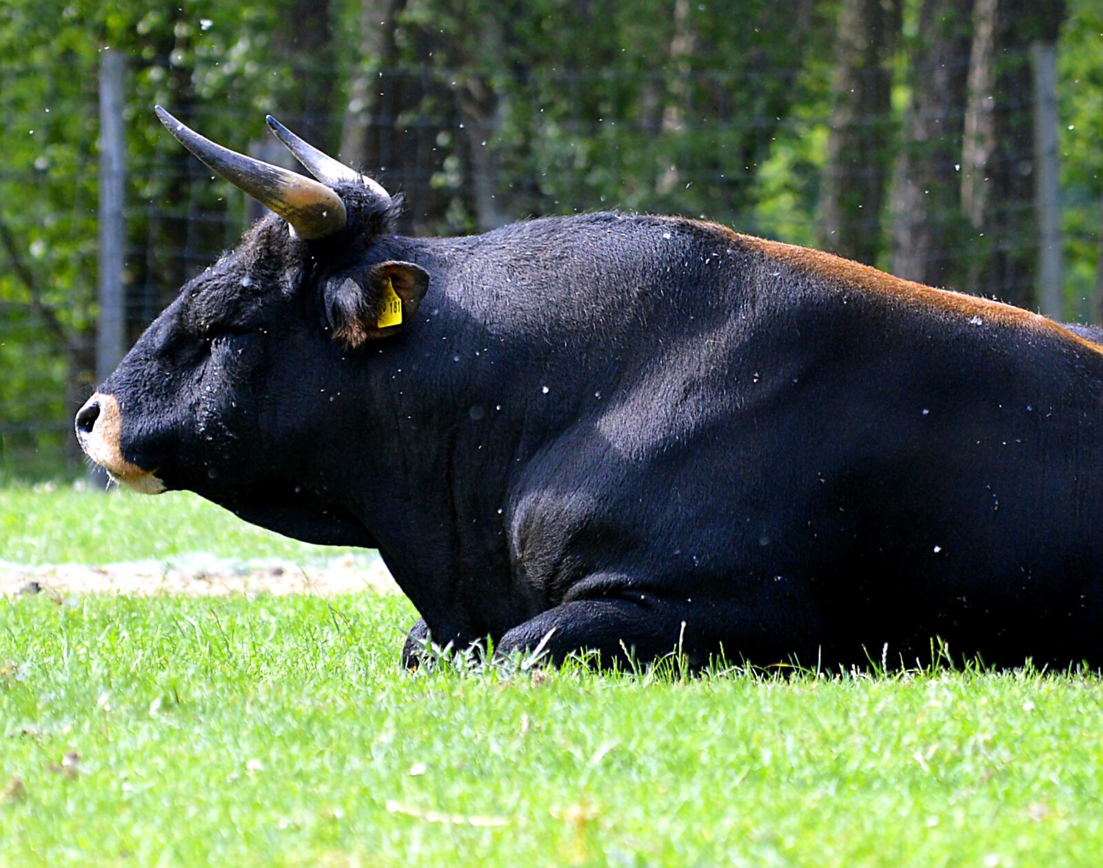 Nikon D3200 sample photo. Bull, horns, beef photography