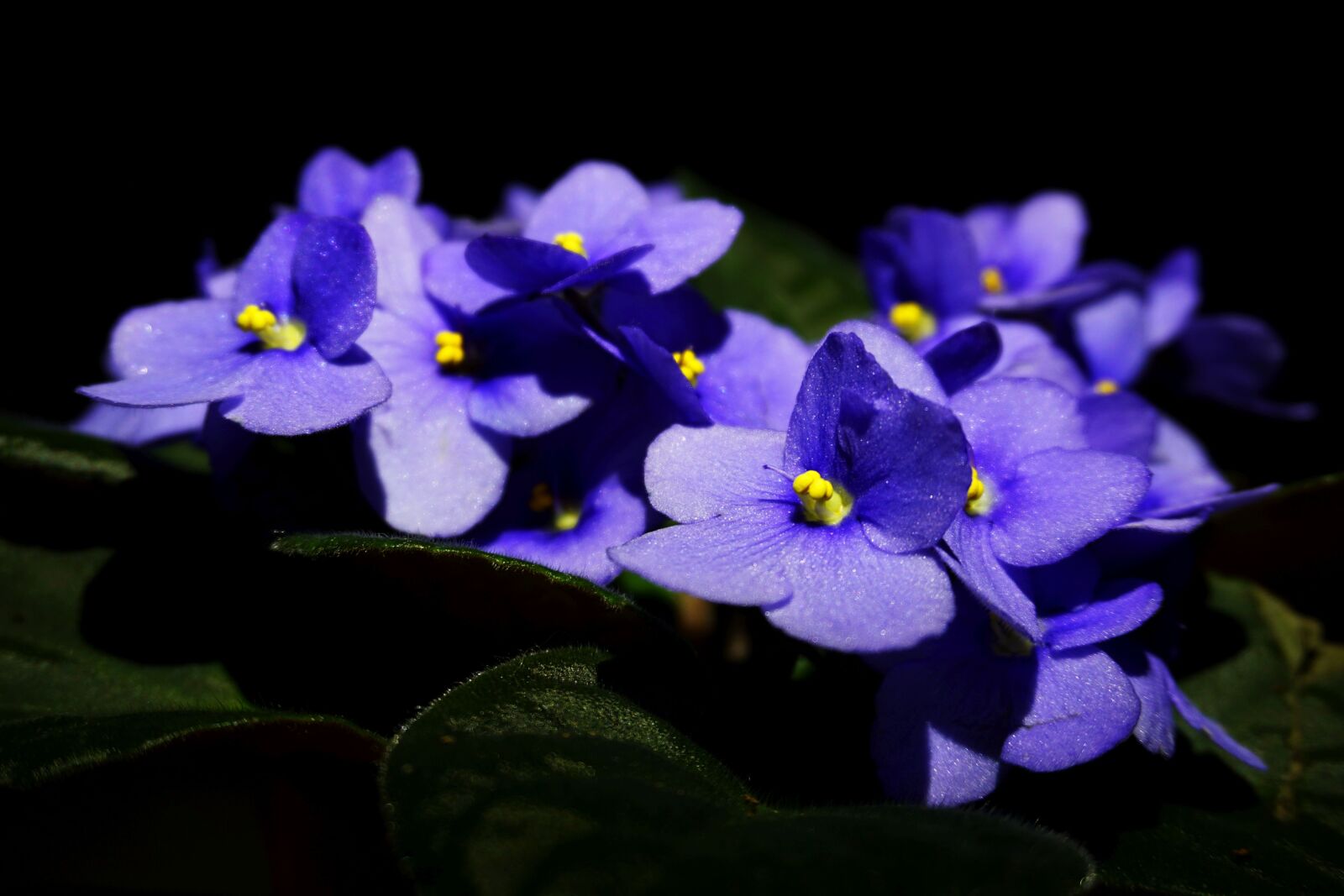 Sony a6000 sample photo. Flower, night, bud photography