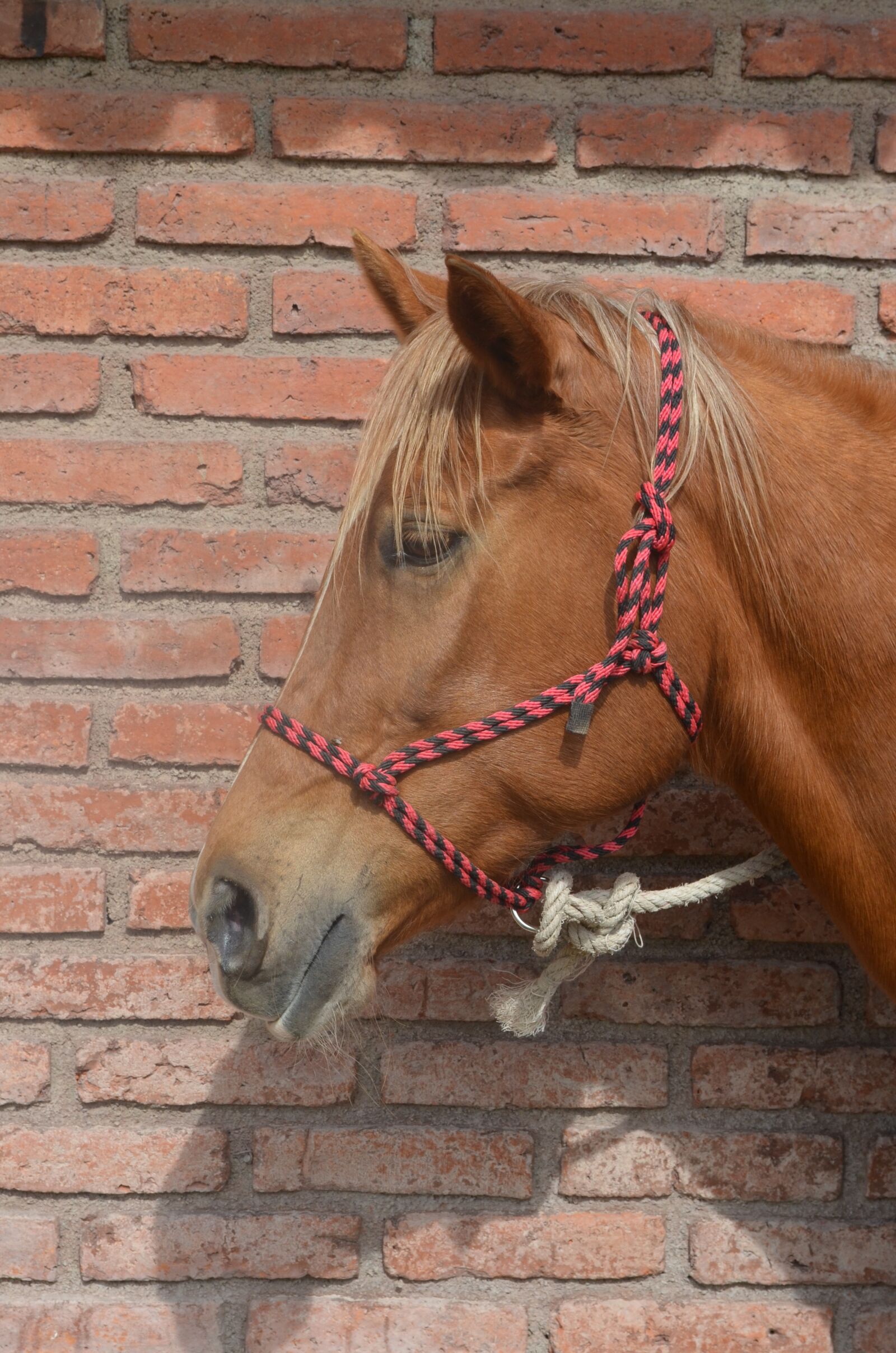 Nikon D5100 sample photo. Horse, head, farm photography