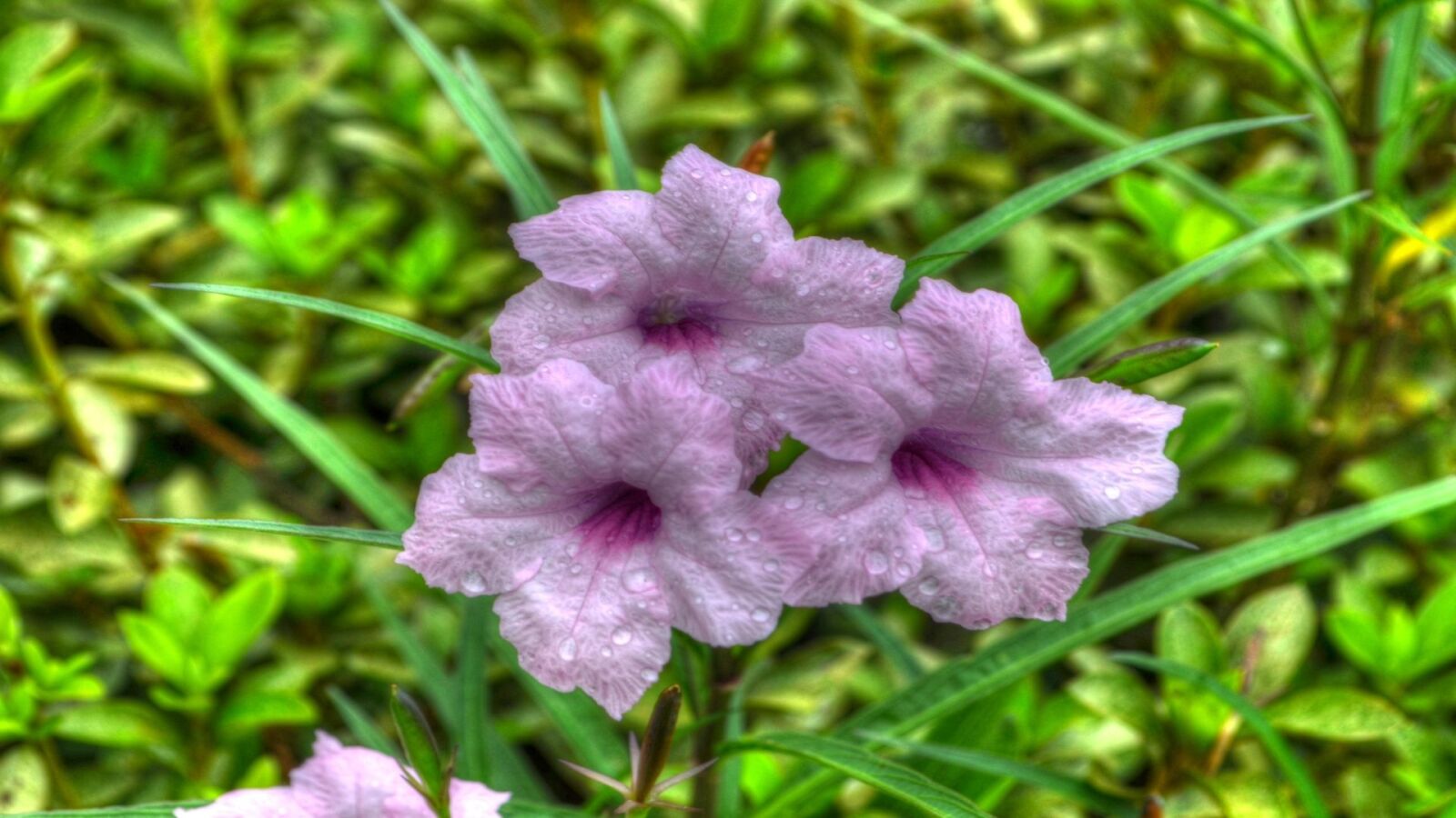 Nikon D5100 sample photo. Flowers, bloom, flora photography