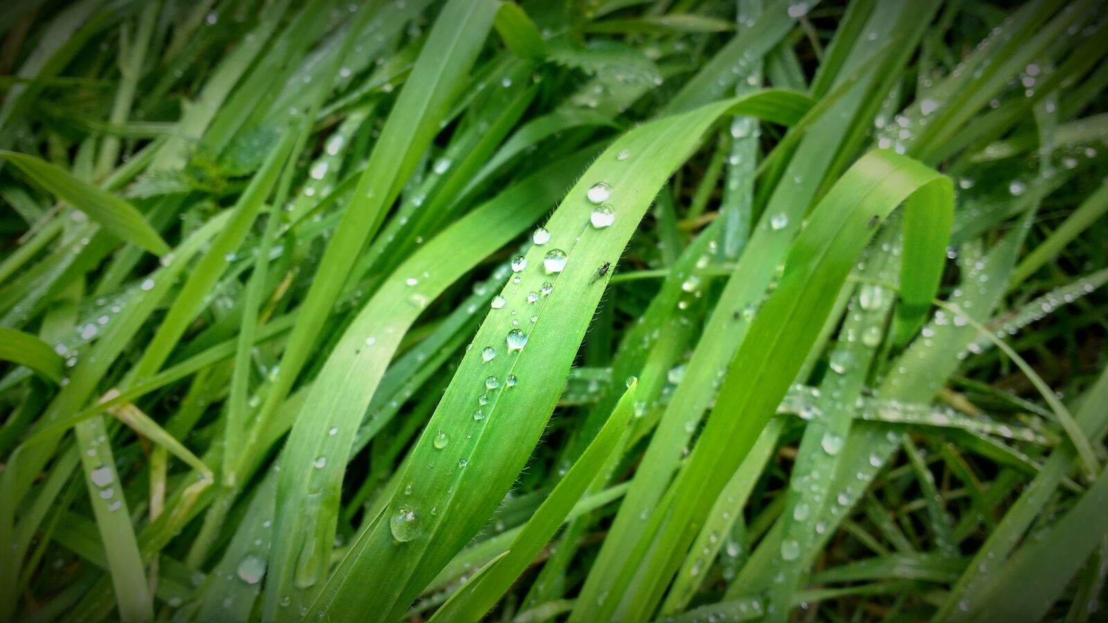 Motorola MotoG3 sample photo. Grass, drops, plants photography