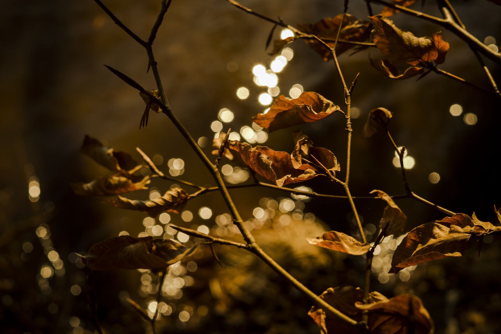 Sony a6300 sample photo. Leaves, reflections, fall foliage photography