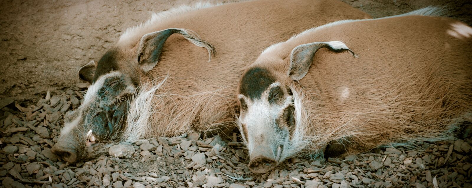 Nikon D3000 sample photo. Pig, sleeping, wild photography