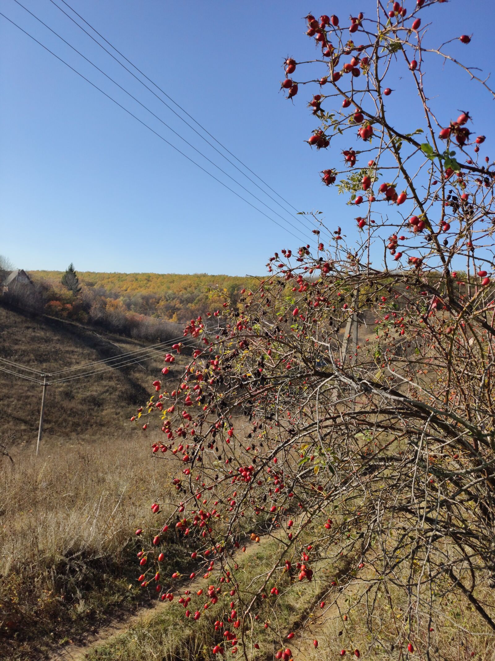 Xiaomi MI 9 sample photo. Rose hip, lipsy, kharkiv photography