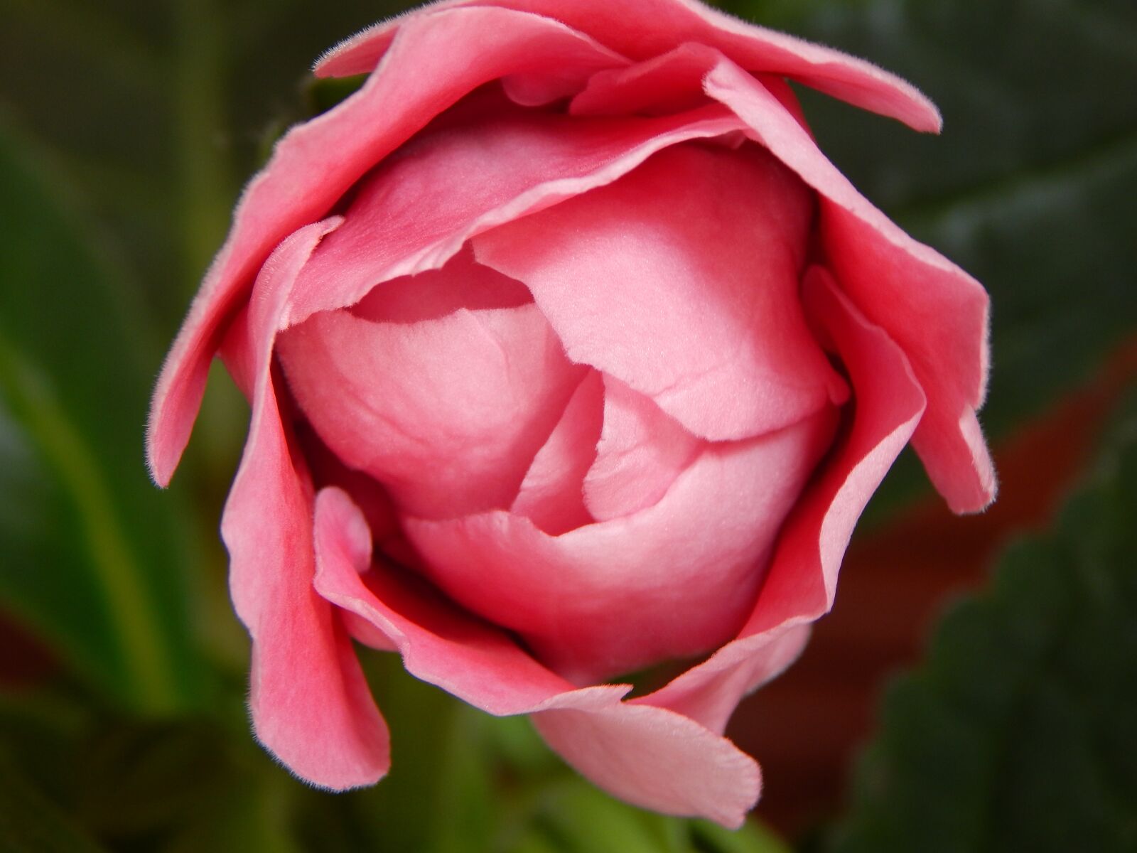 Nikon Coolpix L830 sample photo. Flower, rosa, beauty photography