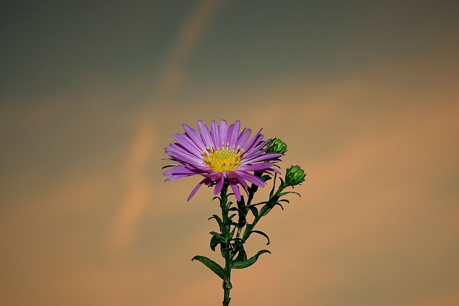 Nikon Coolpix P900 sample photo. Flower, nature, beauty photography