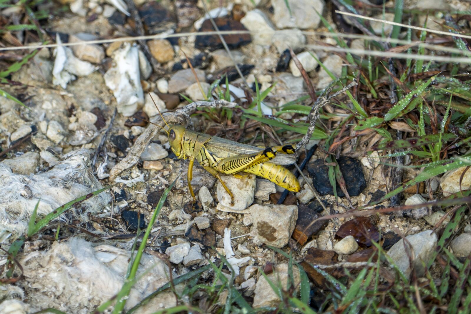 Panasonic Lumix DMC-FZ1000 sample photo. Grasshopper, green, insect photography