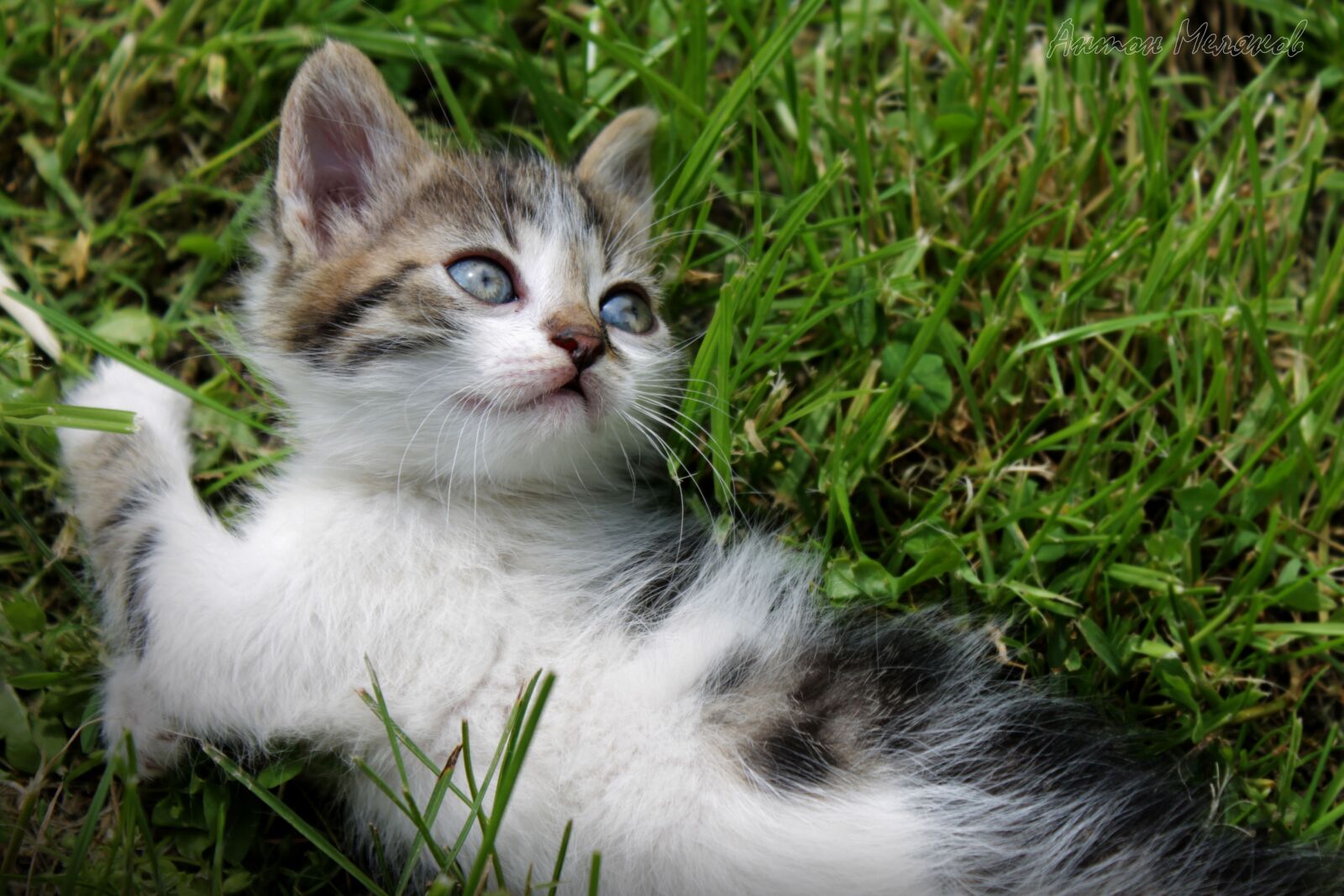 Canon EOS 1100D (EOS Rebel T3 / EOS Kiss X50) sample photo. Cat, animal, kitten photography