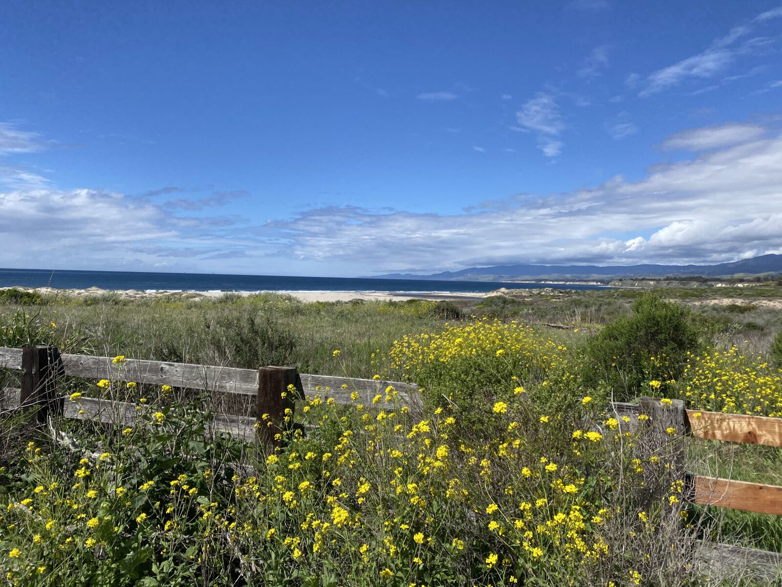 Apple iPhone 11 Pro Max sample photo. Spring, mustard, yellow photography