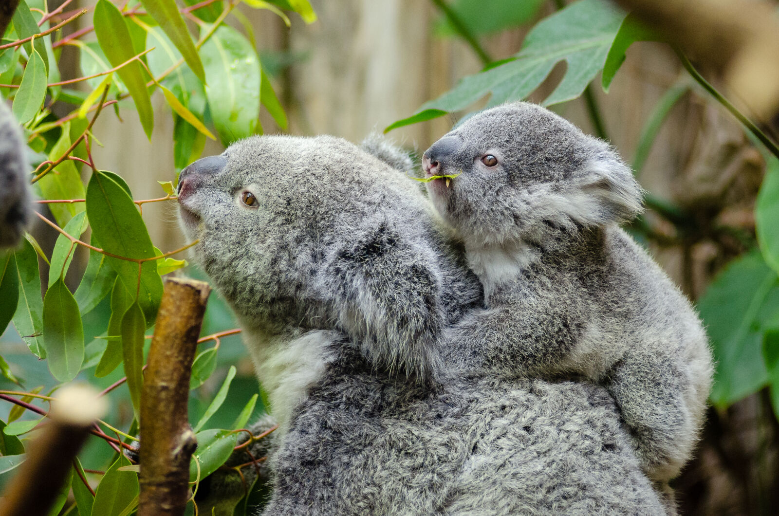 AF Zoom-Nikkor 80-200mm f/2.8 ED sample photo. Koala, bear, with, baby photography